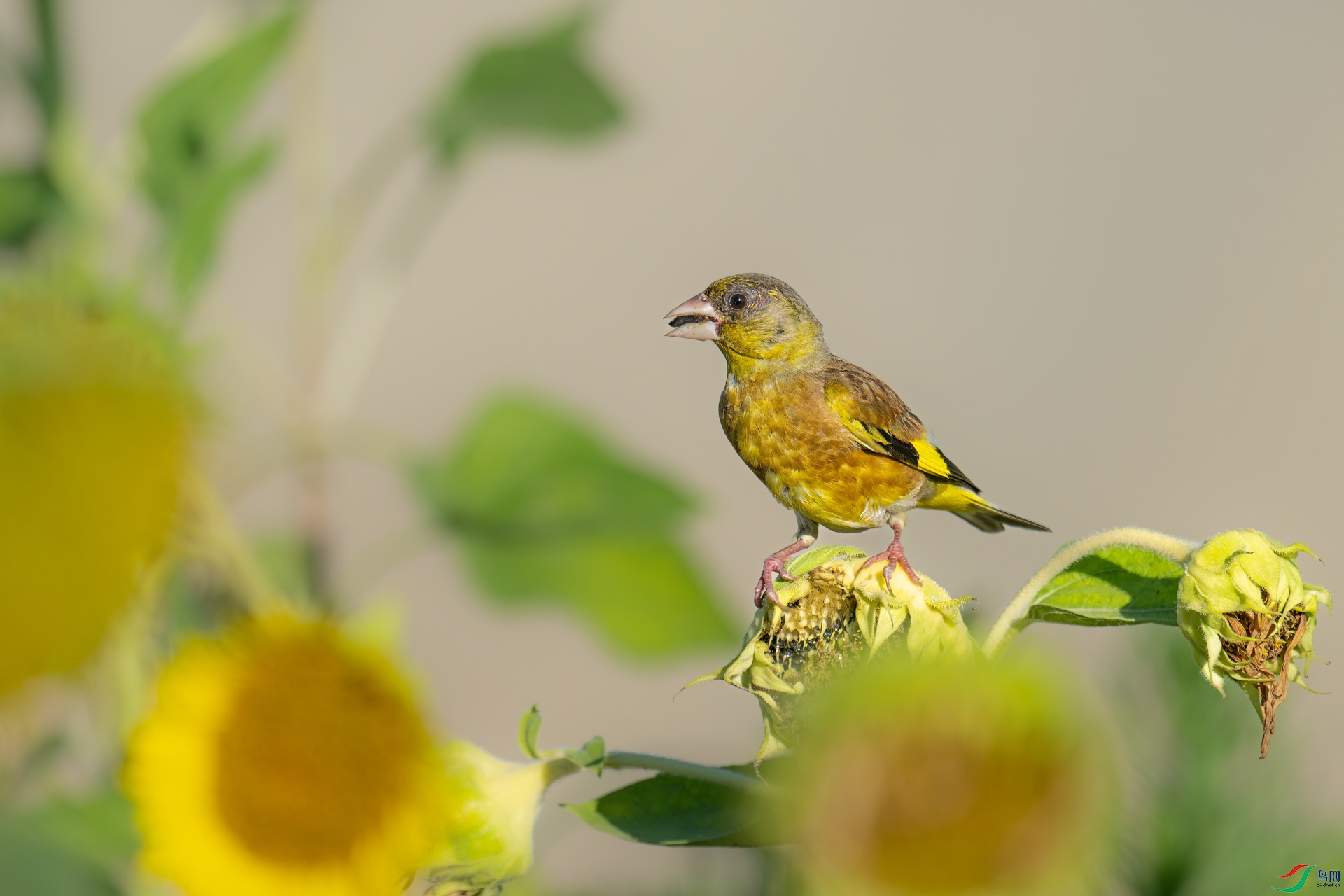 DSC_2069sen2023-7-9-31-�༭-2.jpg