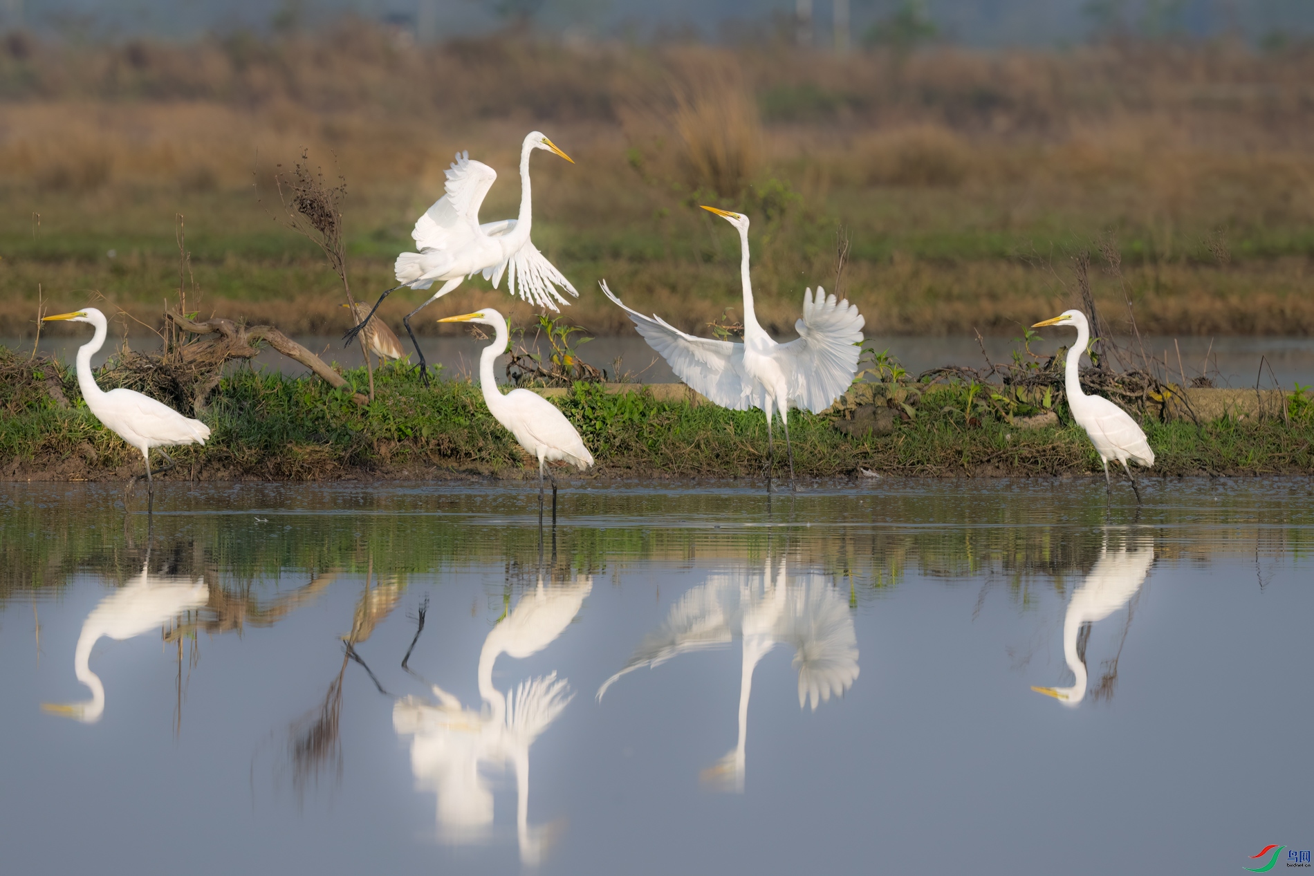 DSC_8843sen2026-2-22-04-�༭.jpg
