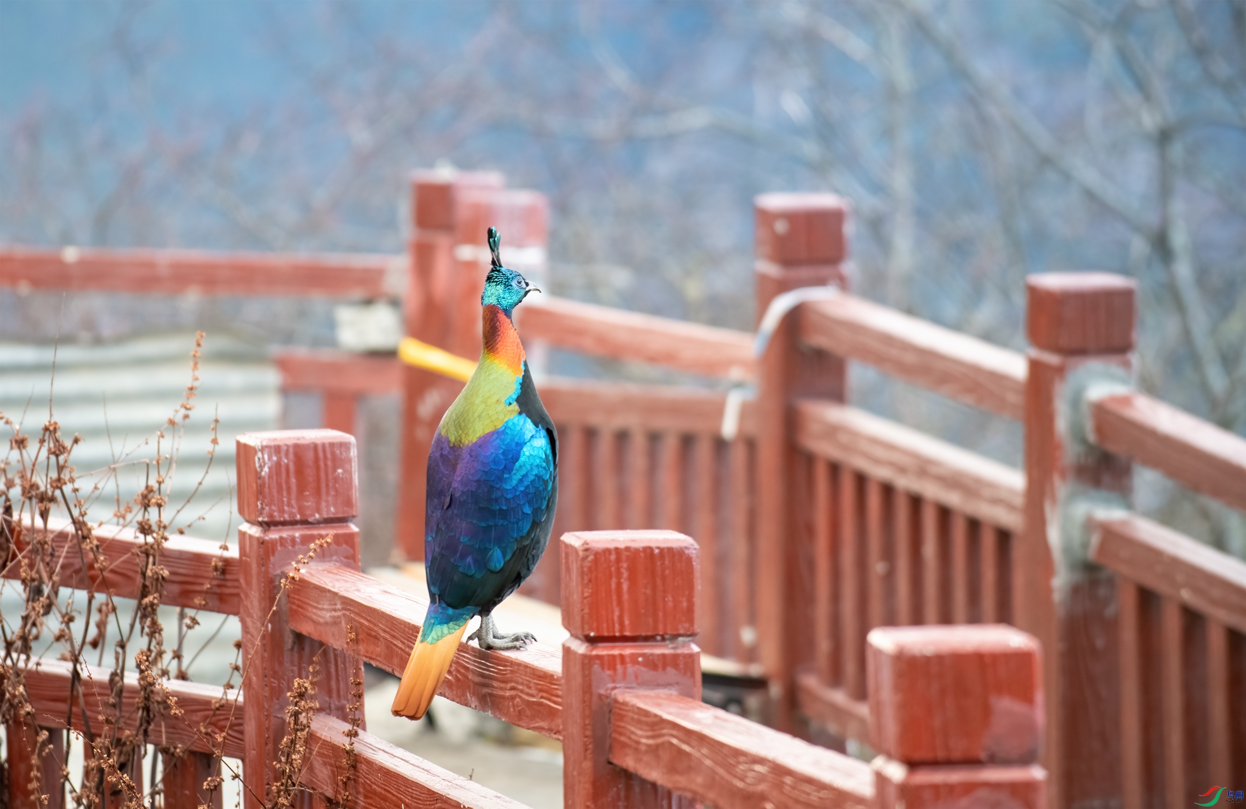 DSC_9618-11.jpg