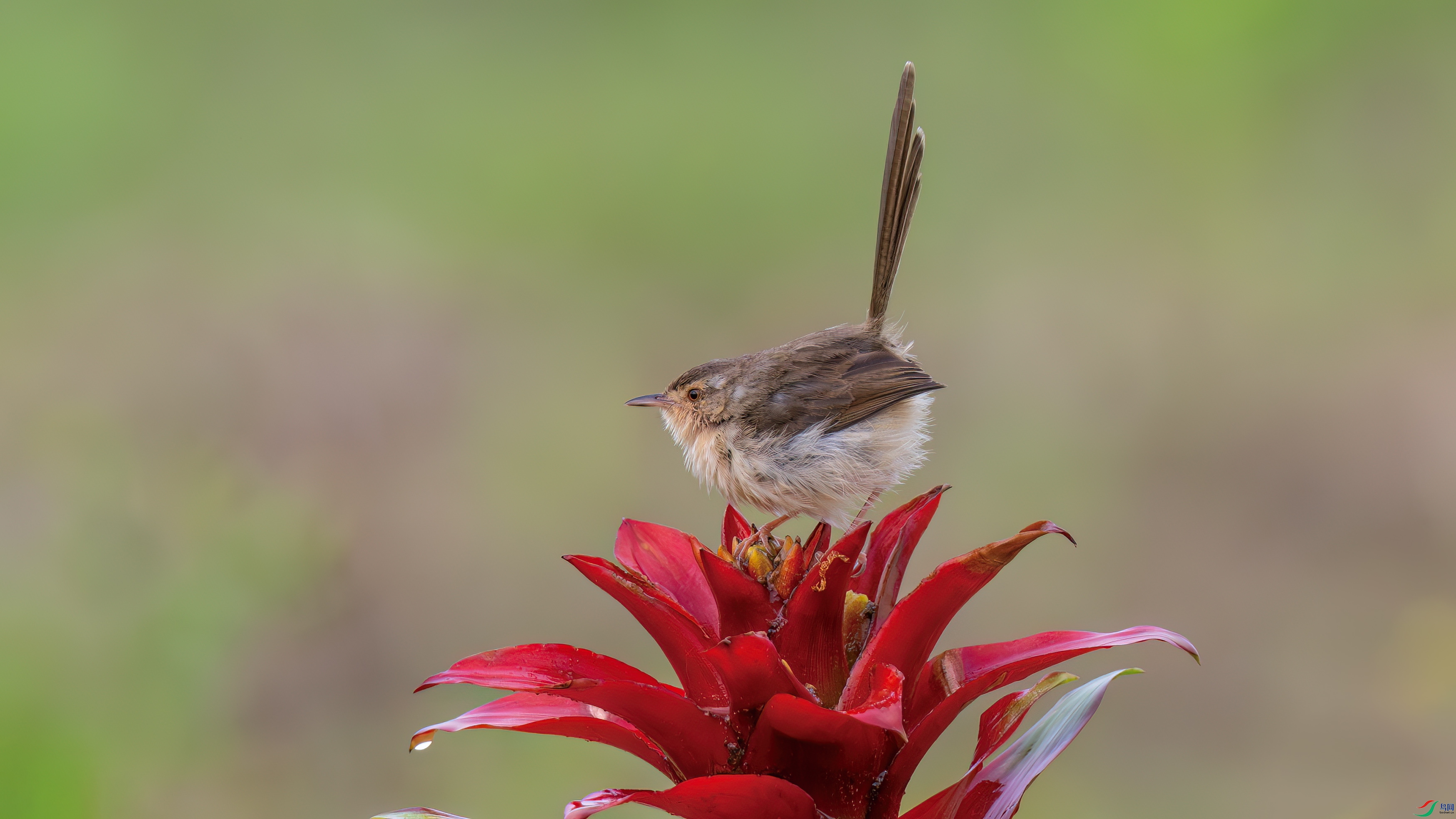 DSC_7584.jpg
