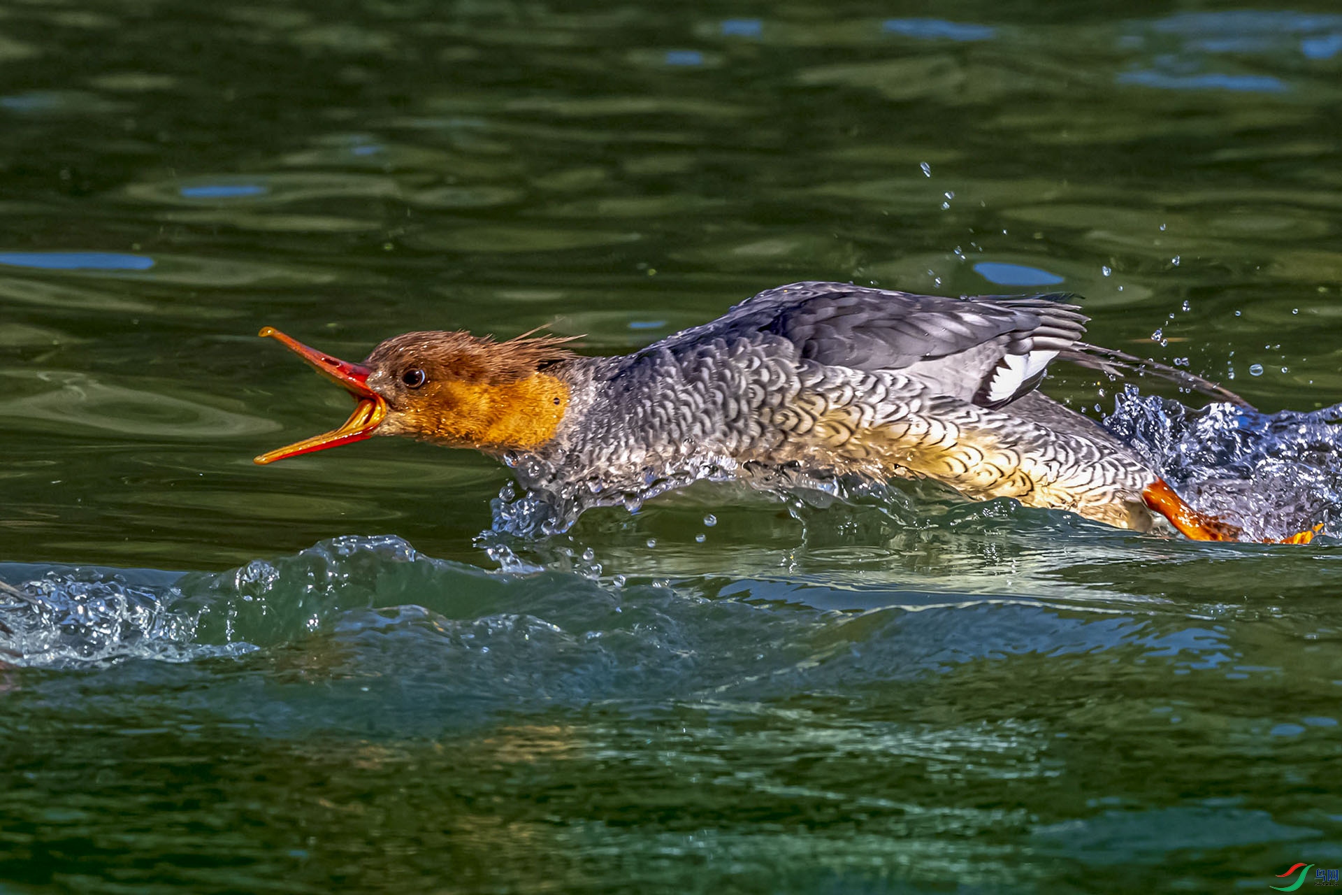 AF3I7843 00000 ����.jpg