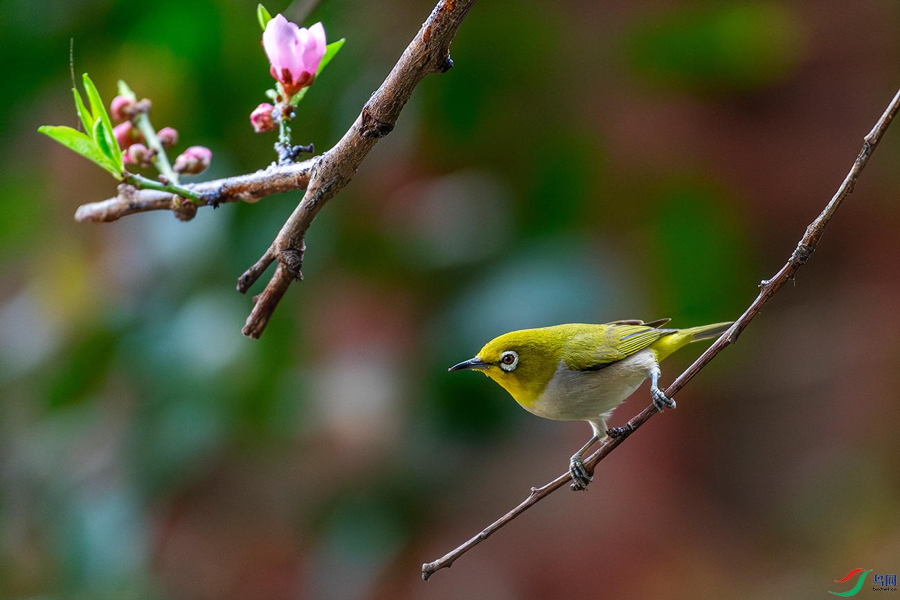 DSC_6206-AB.jpg