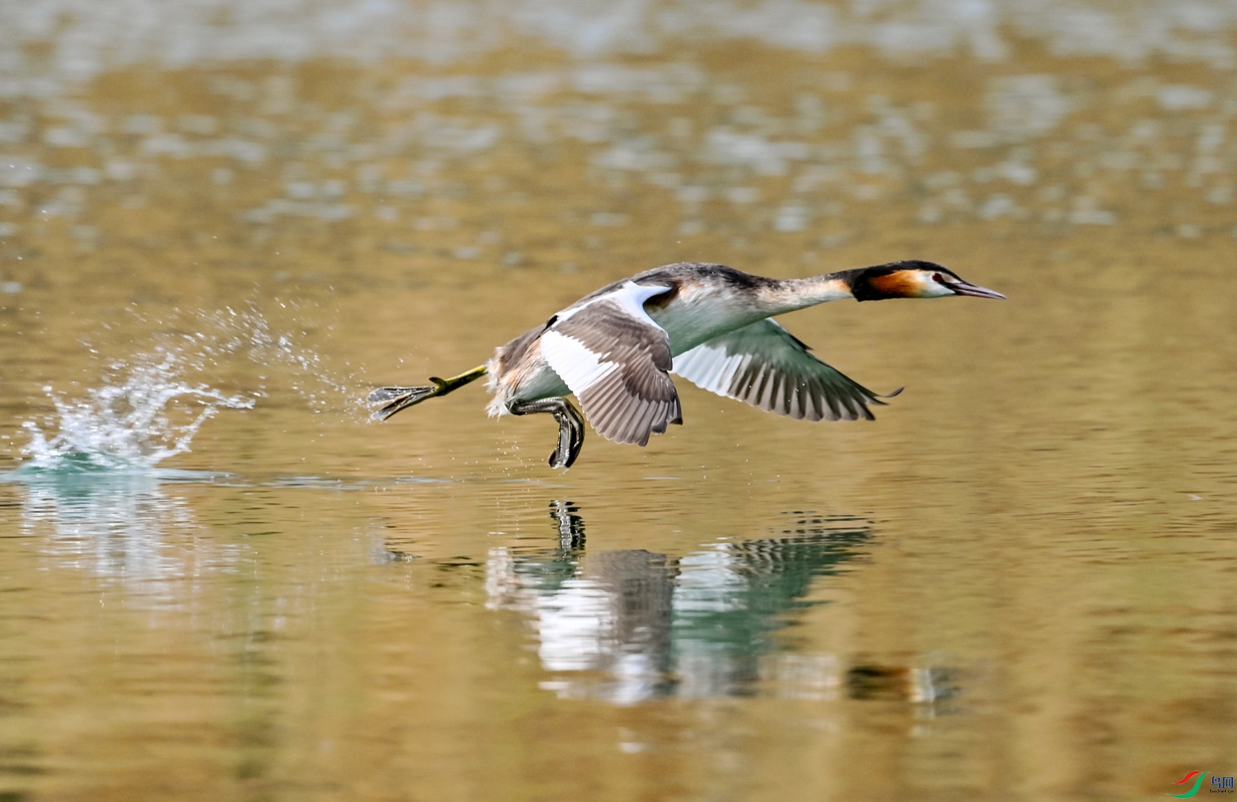 DSC_1308---_conew1.jpg