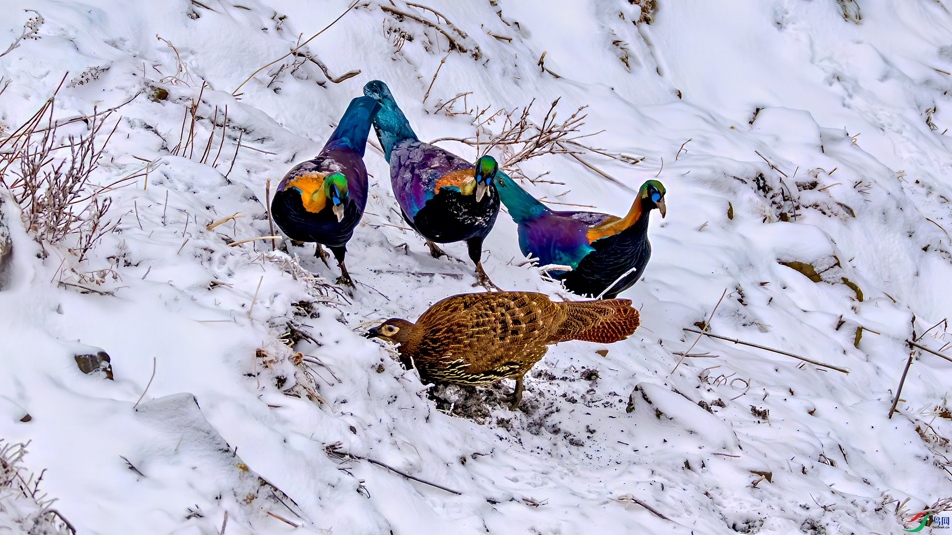 398A8168-����ǿ-NR ����.jpg