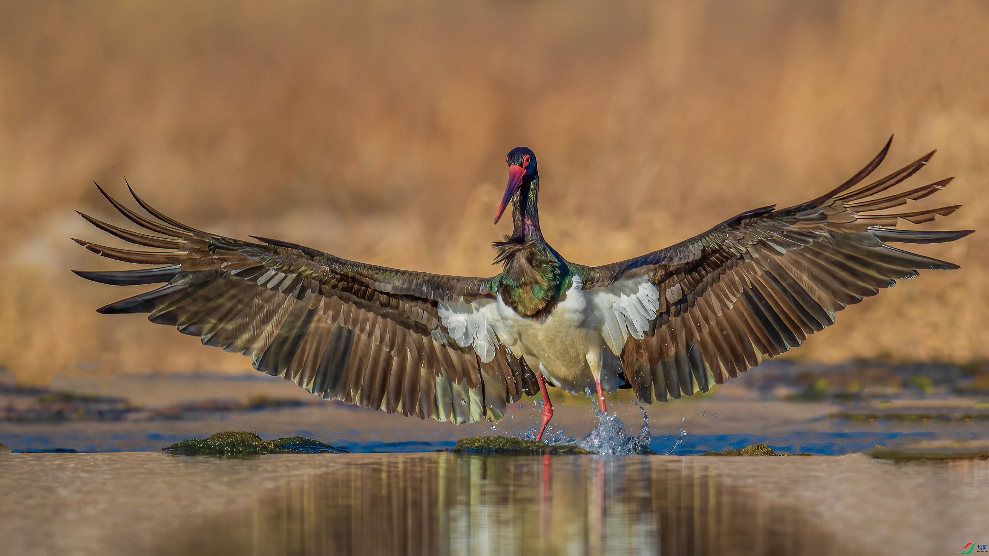 ����չ��Ҳ����