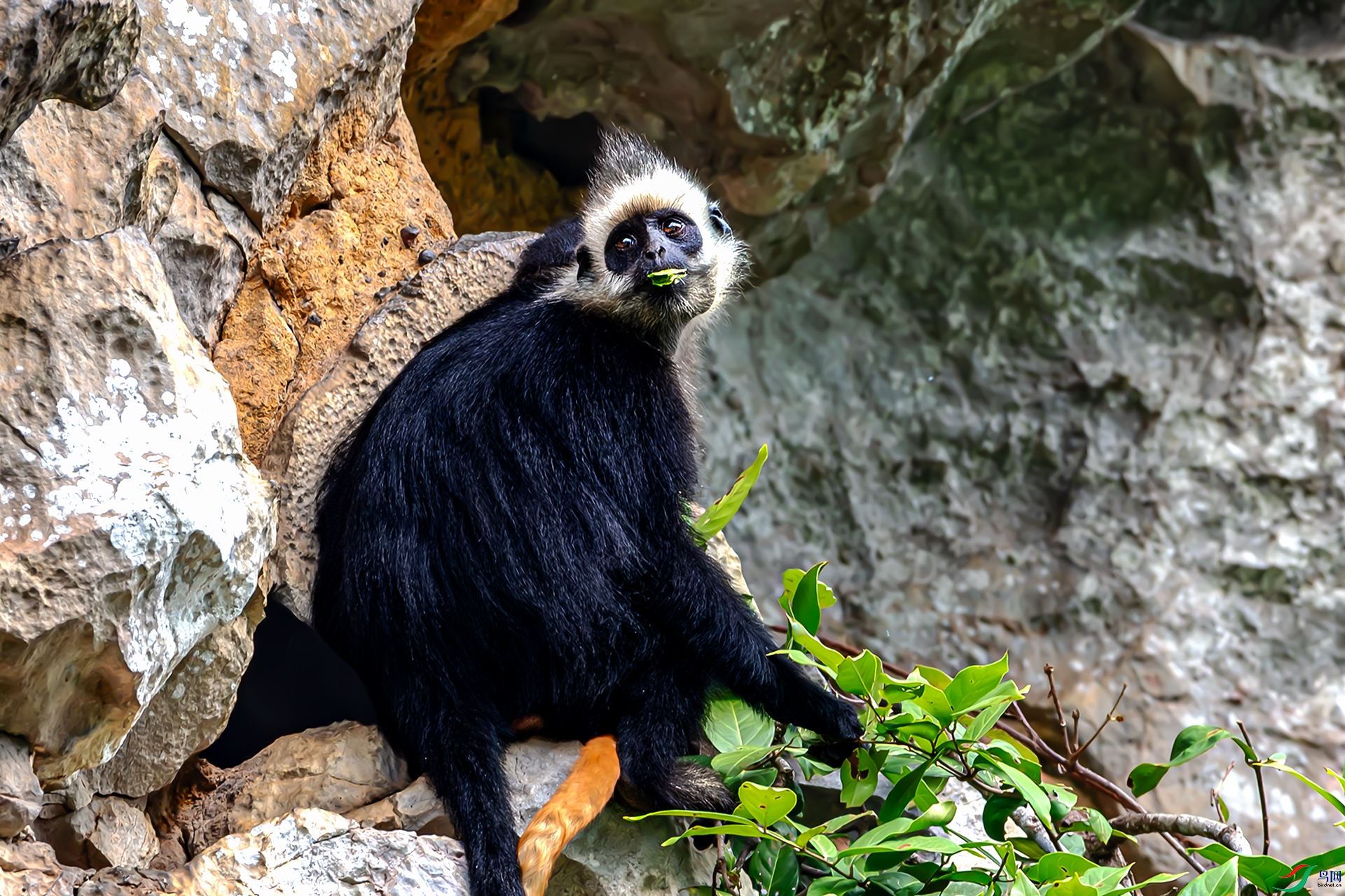 20260328��ͷҶ�� .jpg