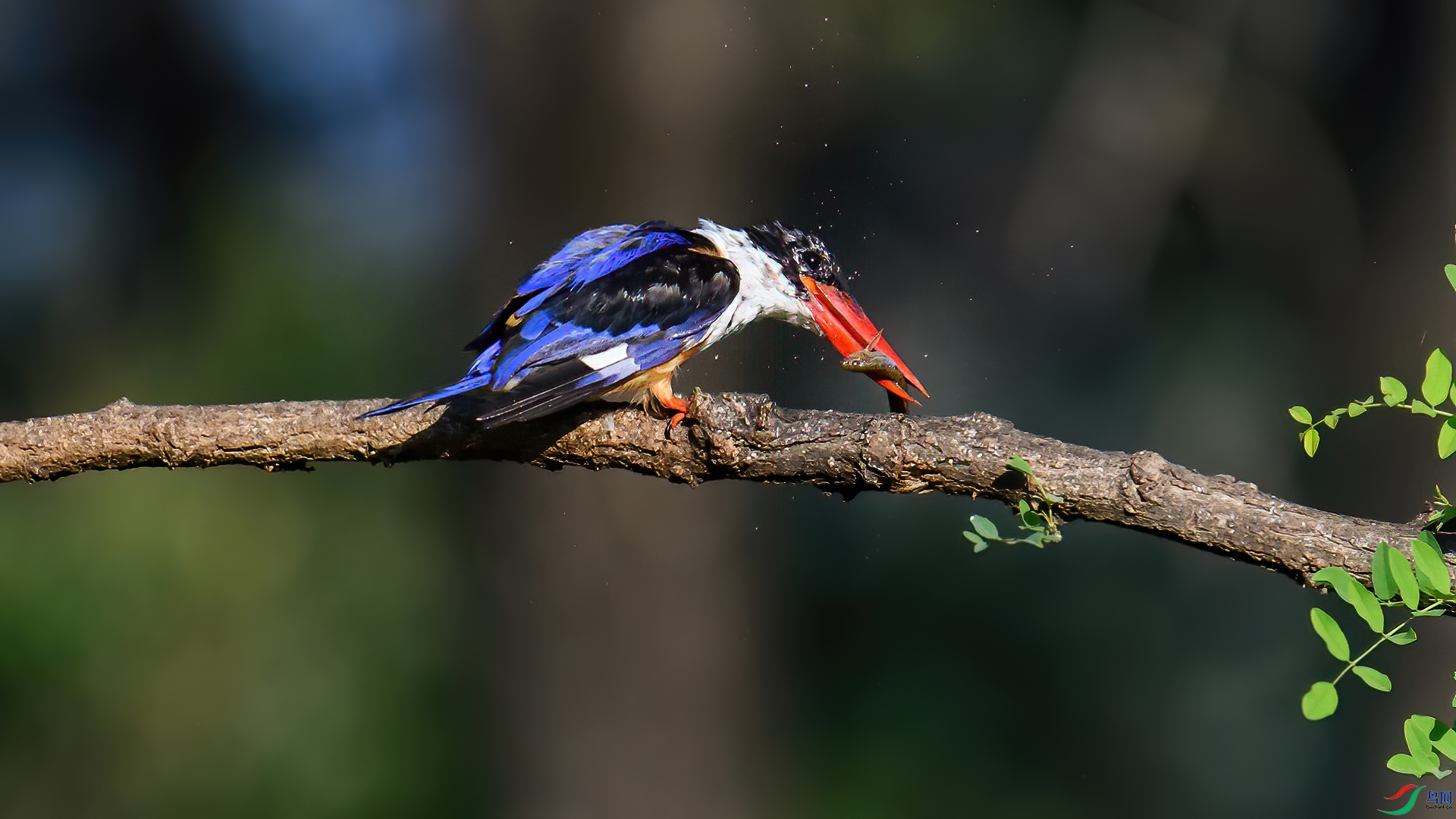 DSC_2707-20260118�� .jpg