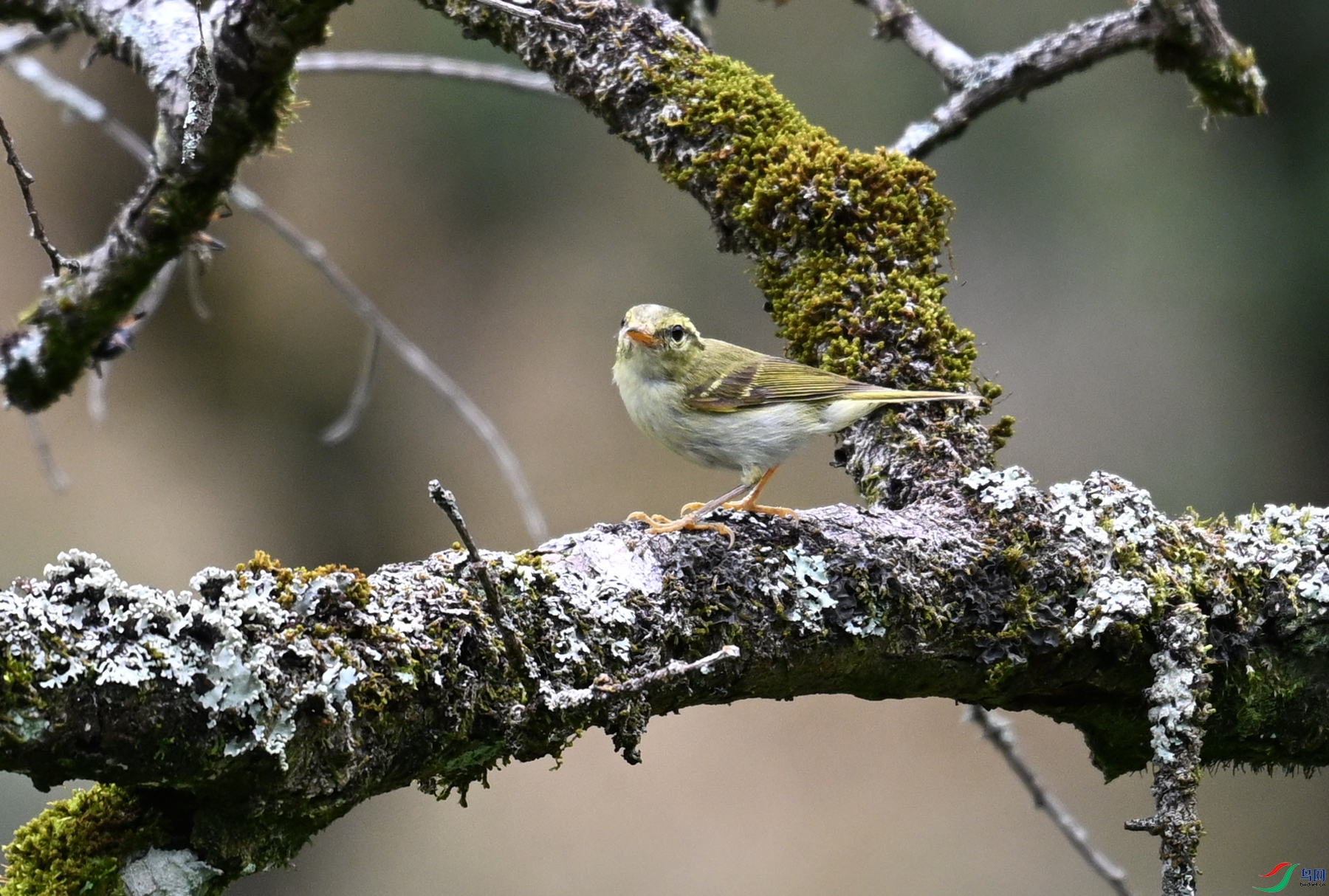 DSC_2985.JPG