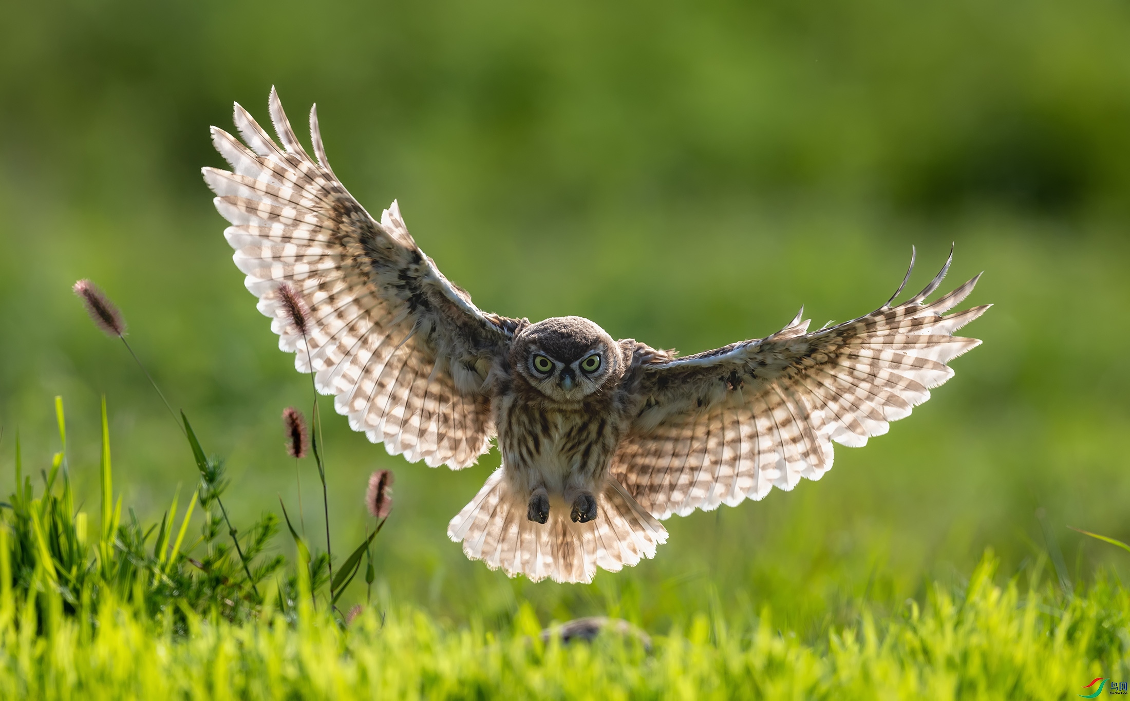 ���Ƹ�С�^