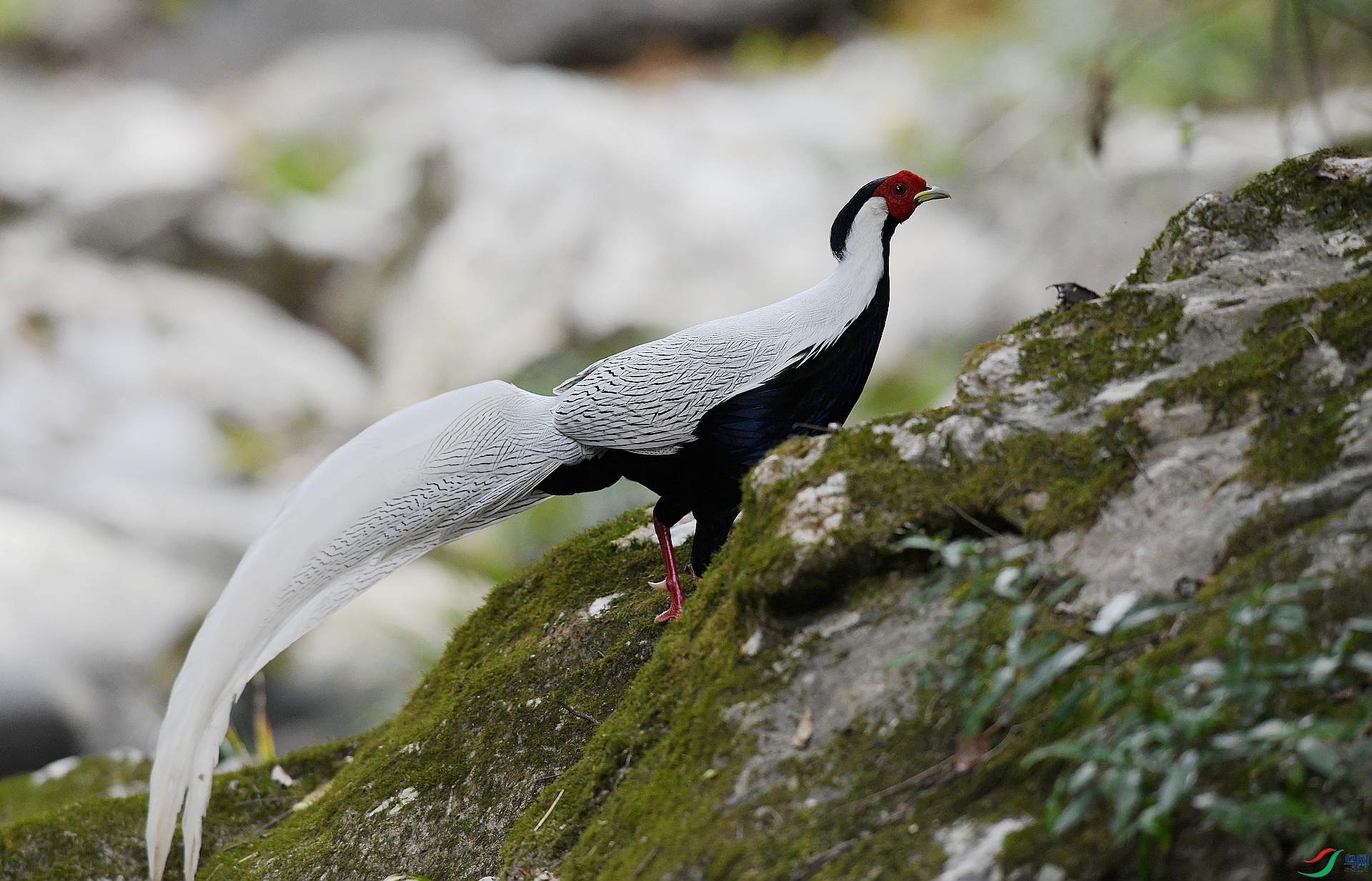 DSC_7457.jpg