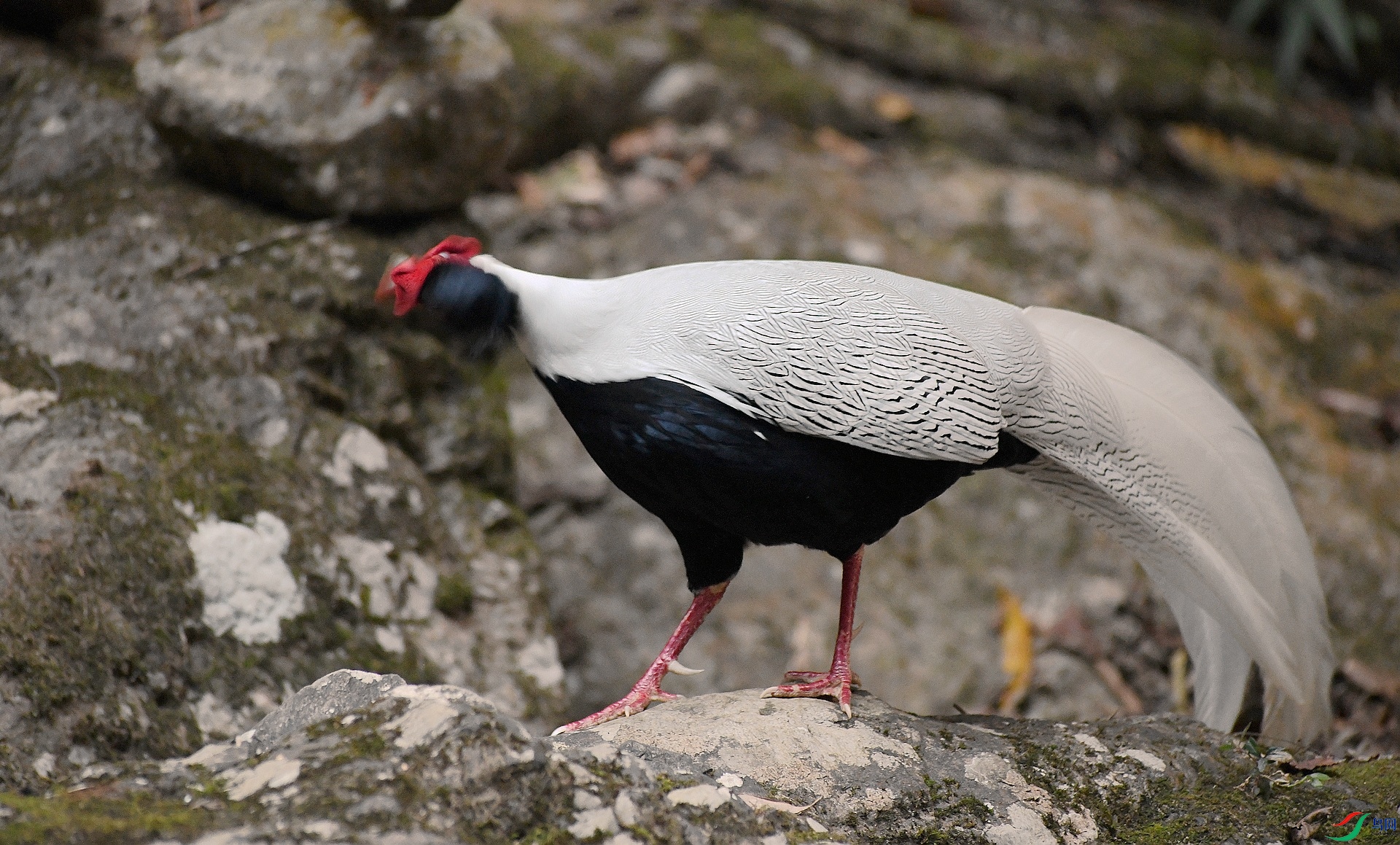 DSC_9475.jpg