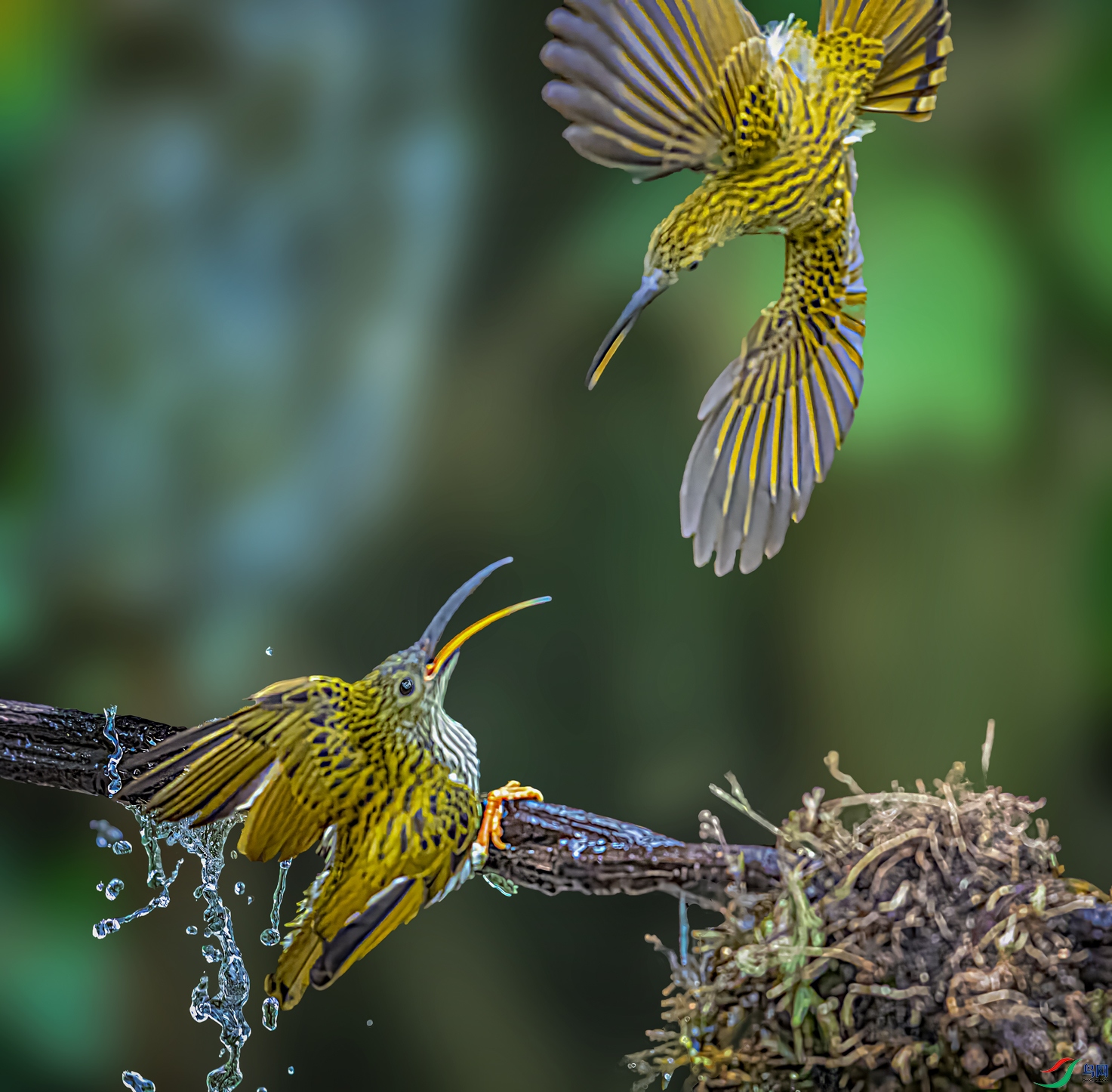 �Ʊ�������