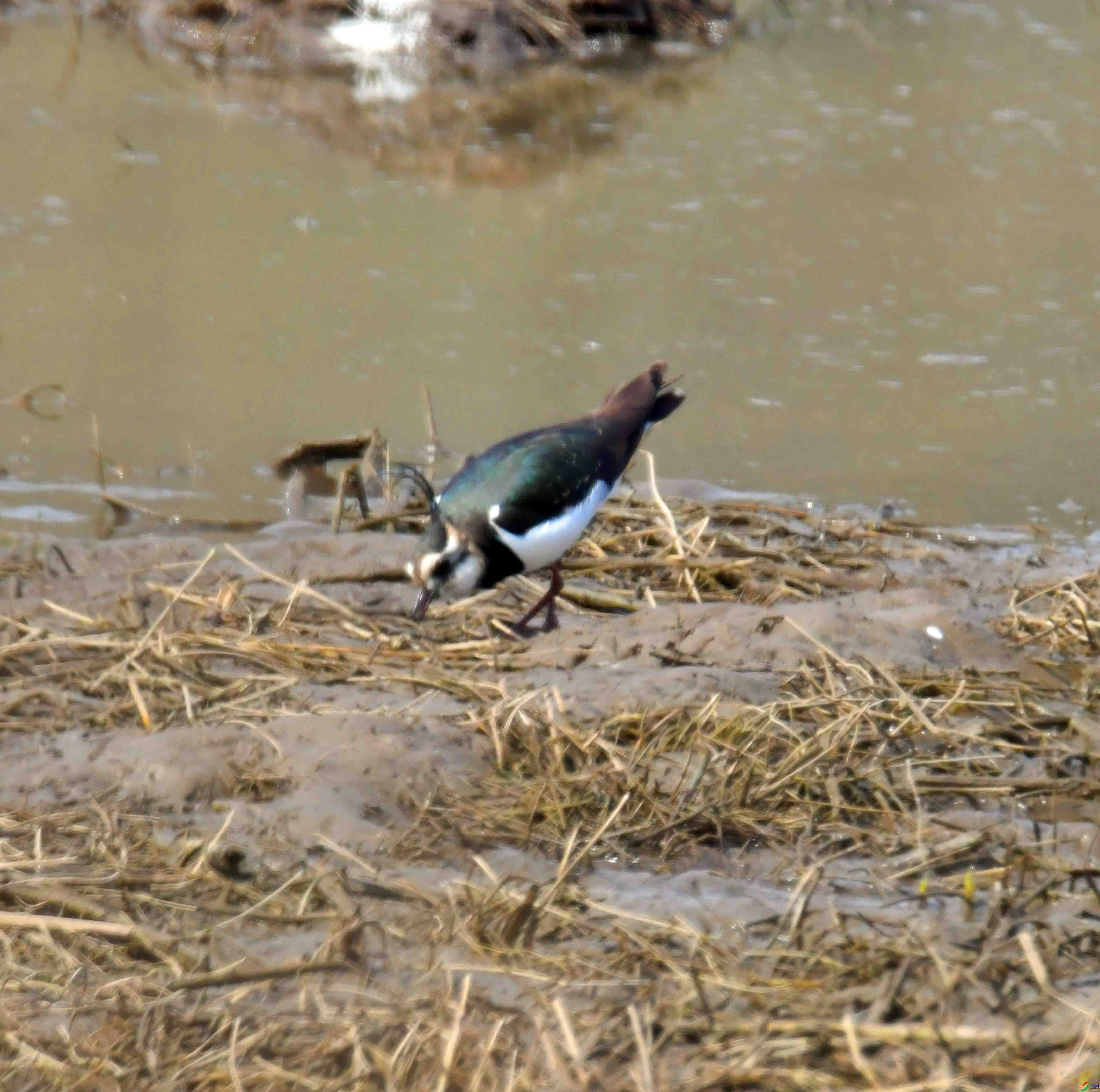 DSC_7953.JPG