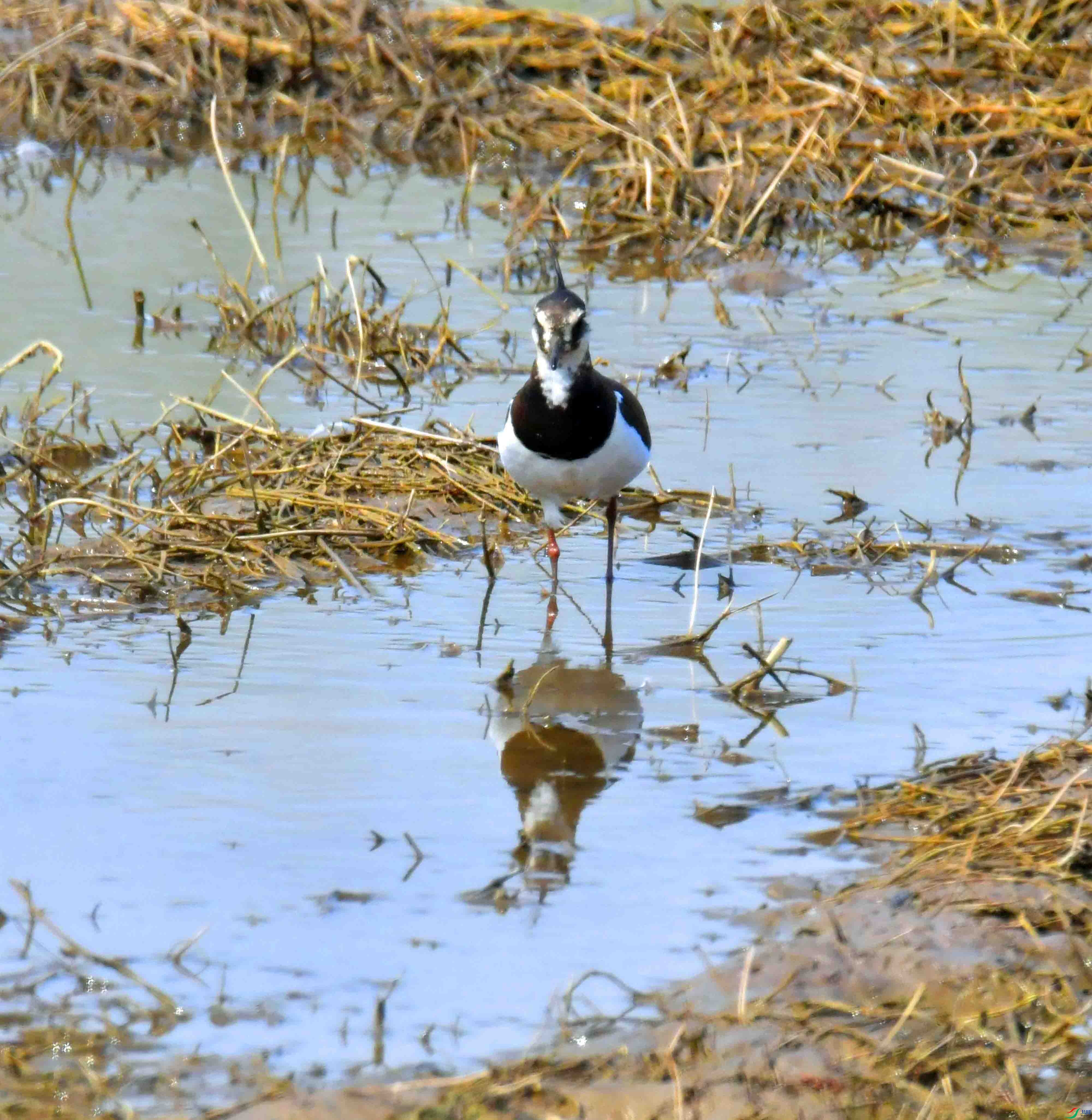 DSC_7979.JPG