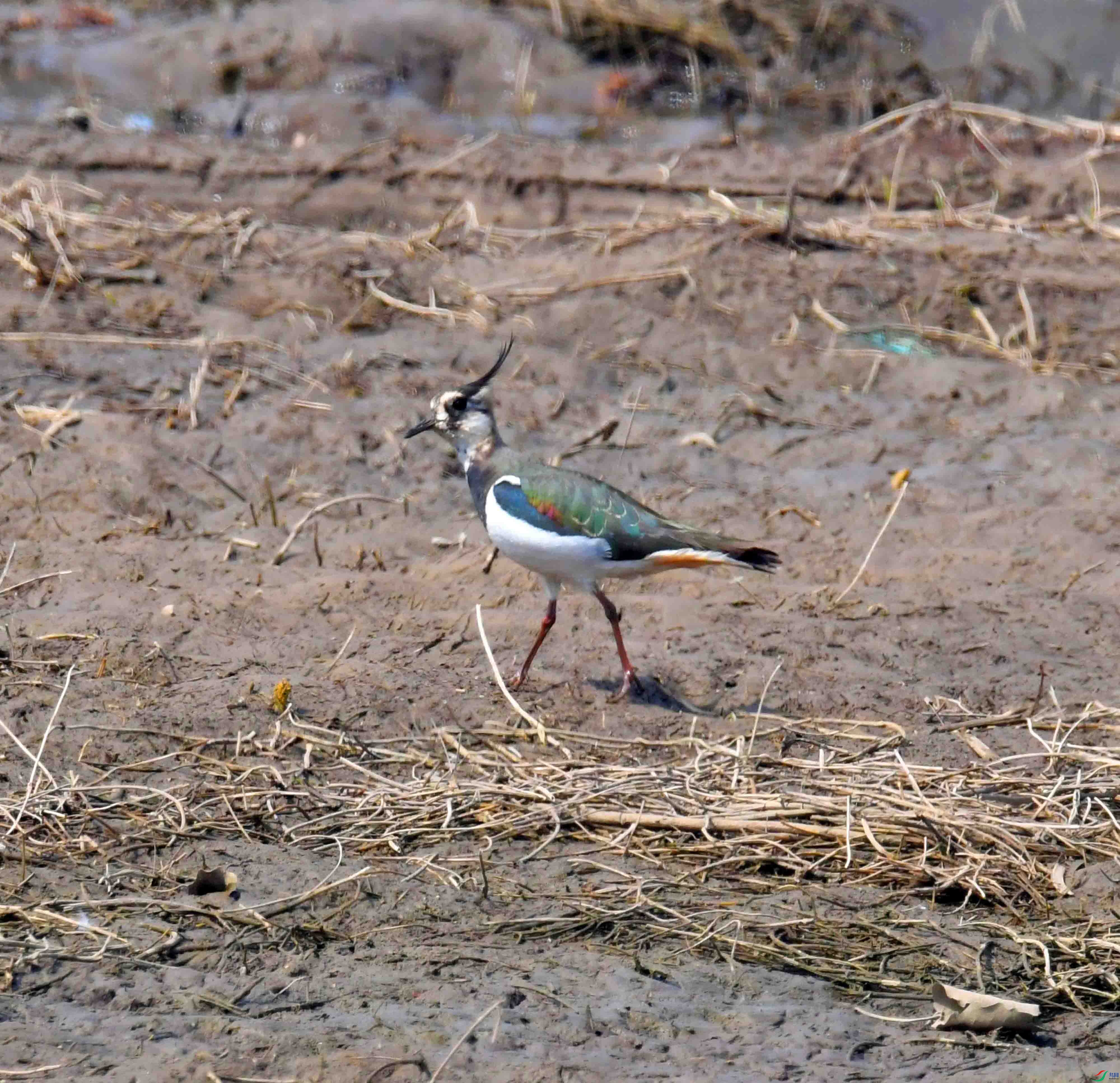 DSC_7990.JPG