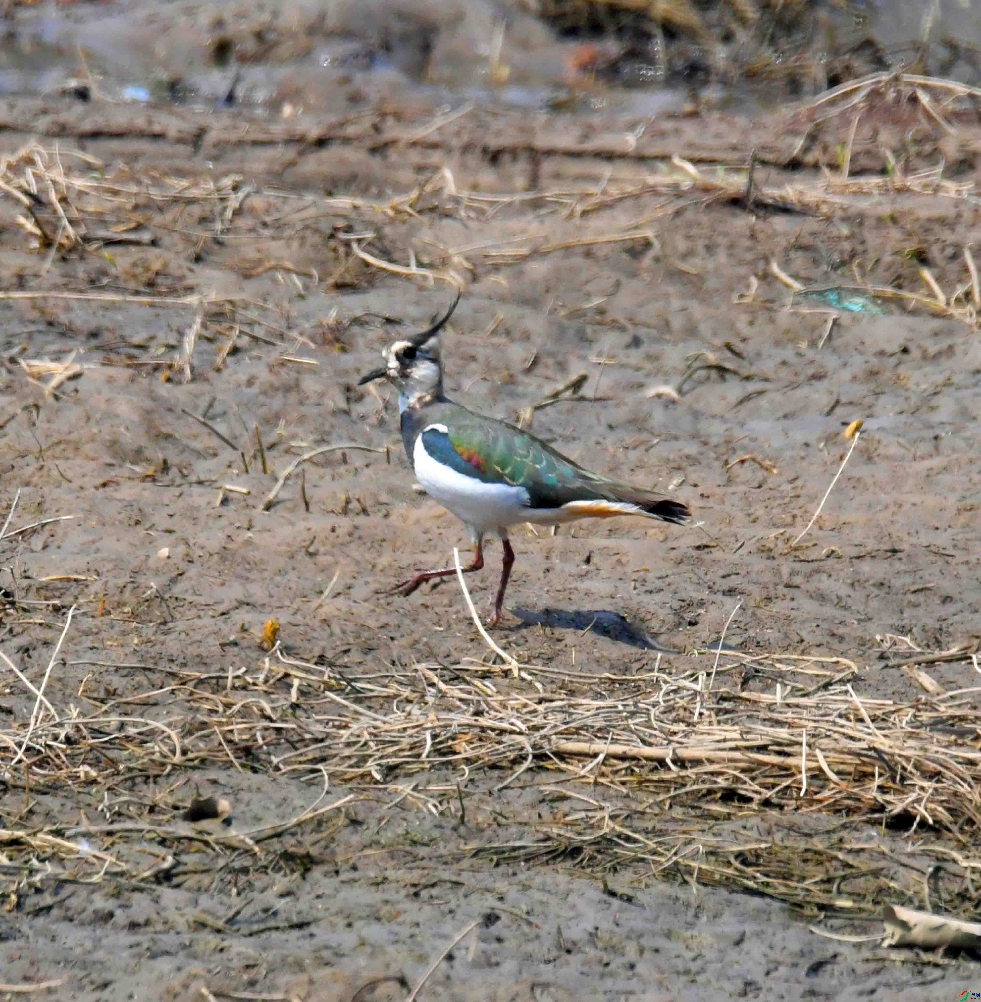 DSC_7992.JPG