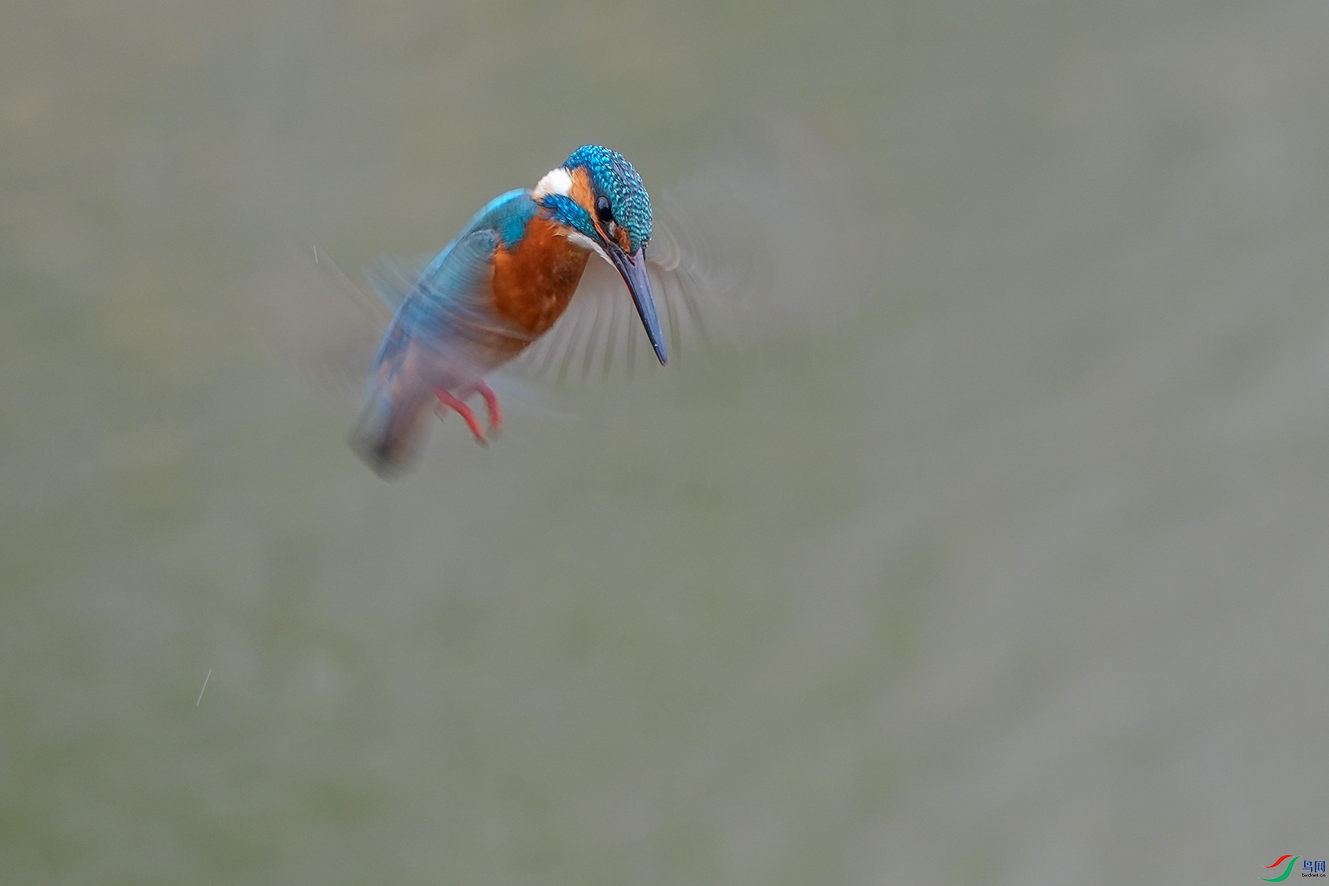 DSC06545-1.jpg