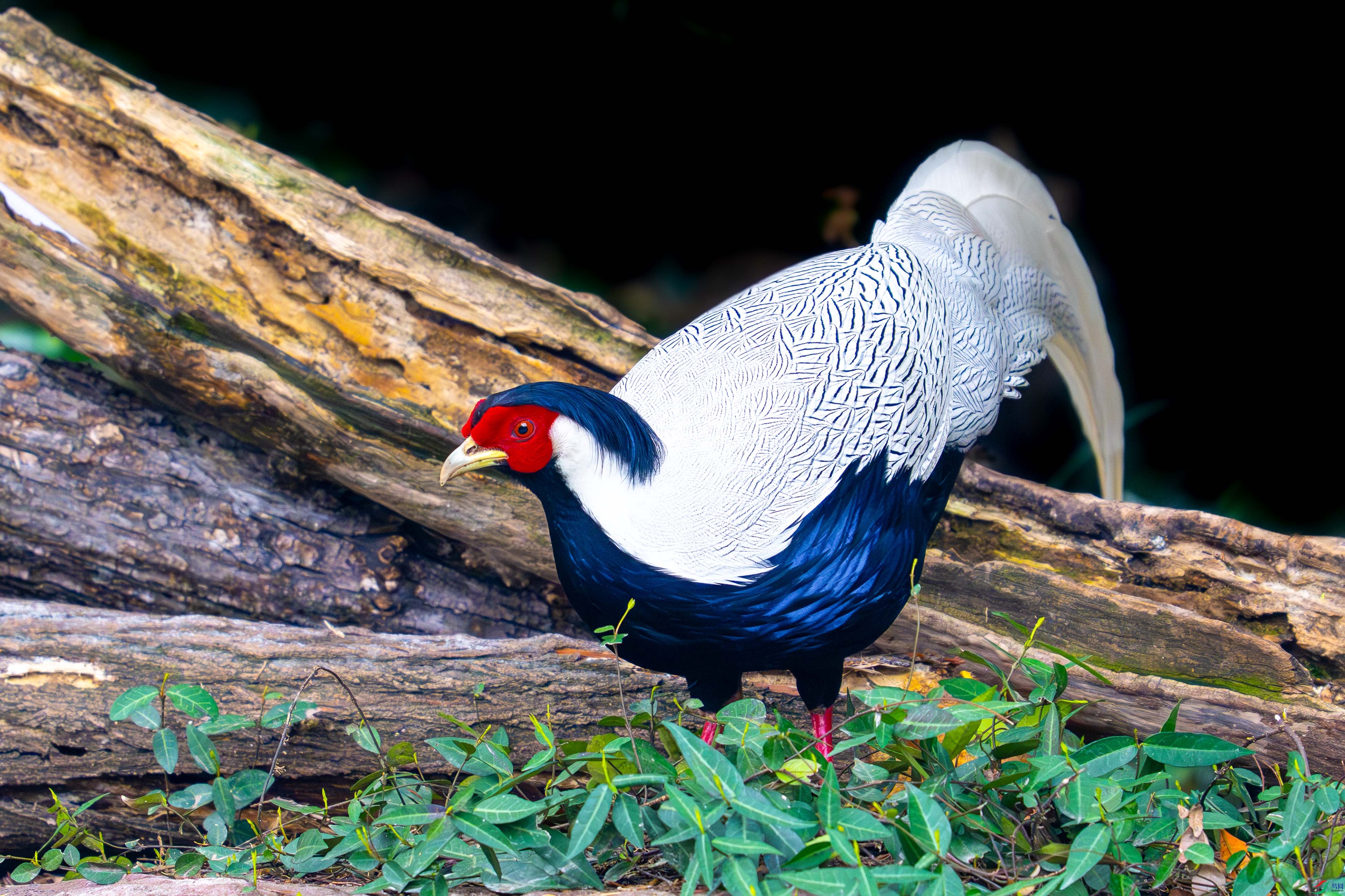 _DSC9640.jpg