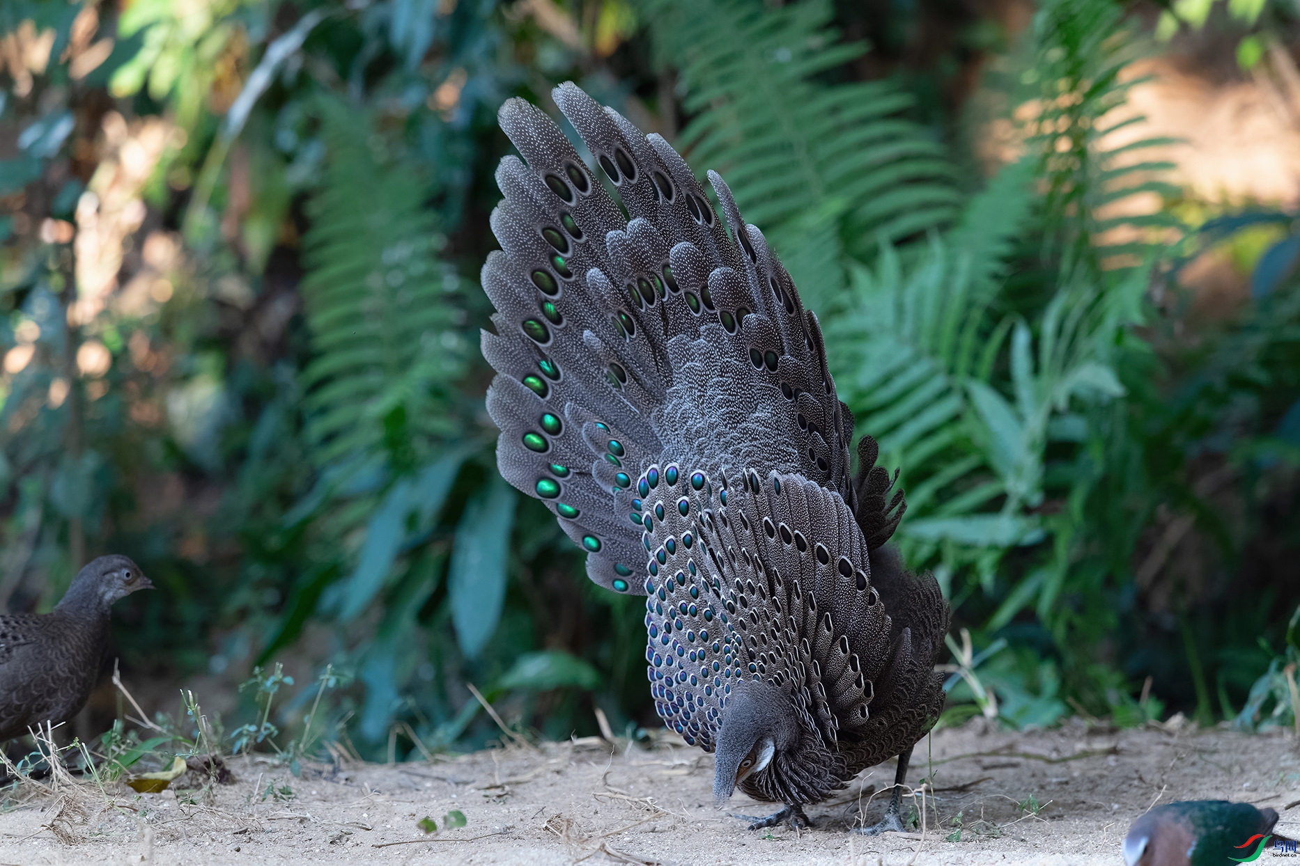 4DSC_6067_DxOa.jpg