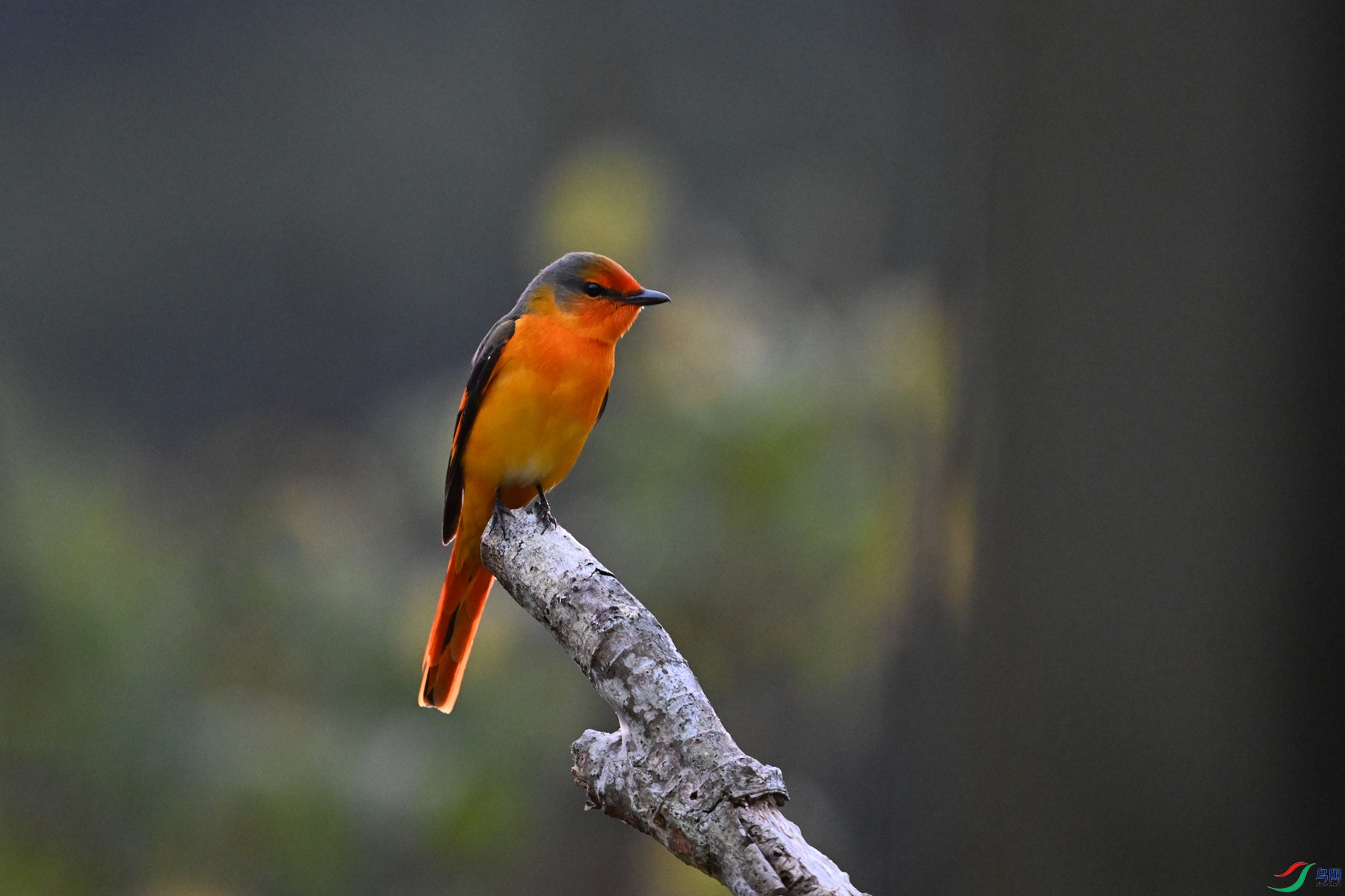 DSC_7021.JPG