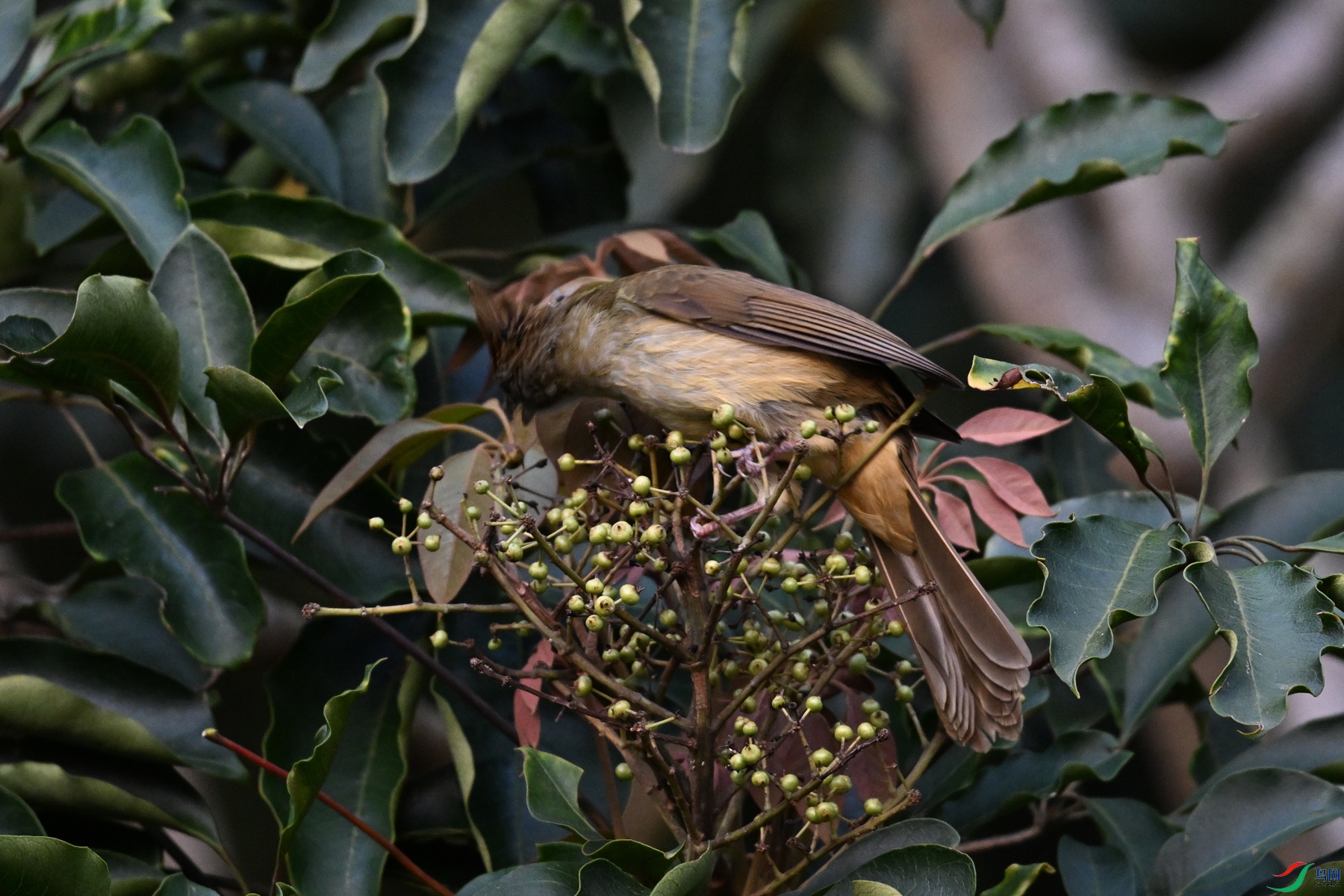 DSC_7046.JPG