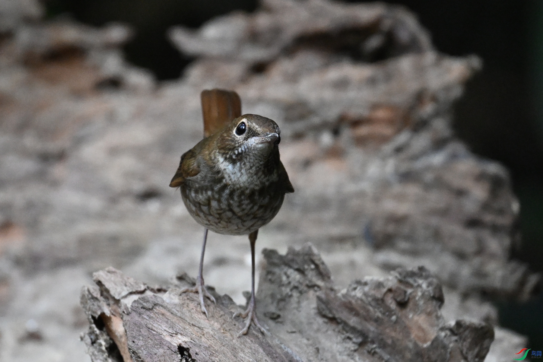 DSC_7163.JPG