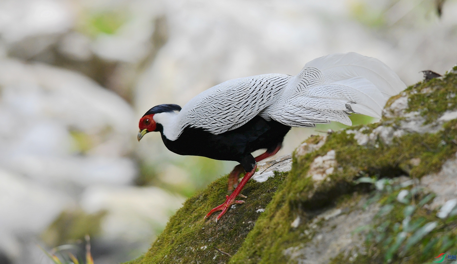 DSC_7521.jpg