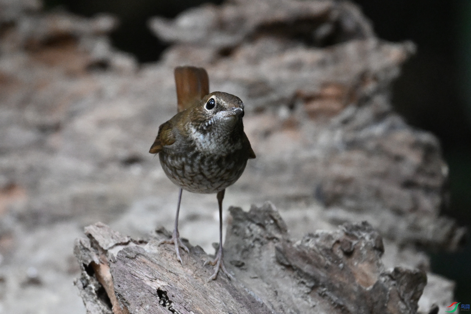 DSC_7158.JPG