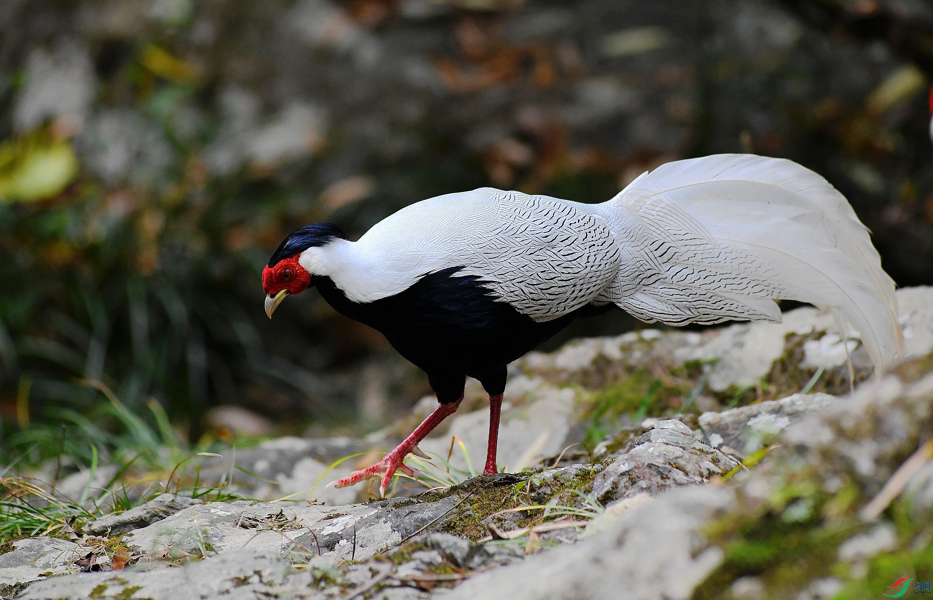 DSC_7468.jpg
