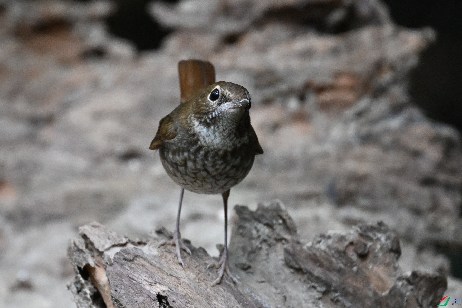 DSC_7164.JPG