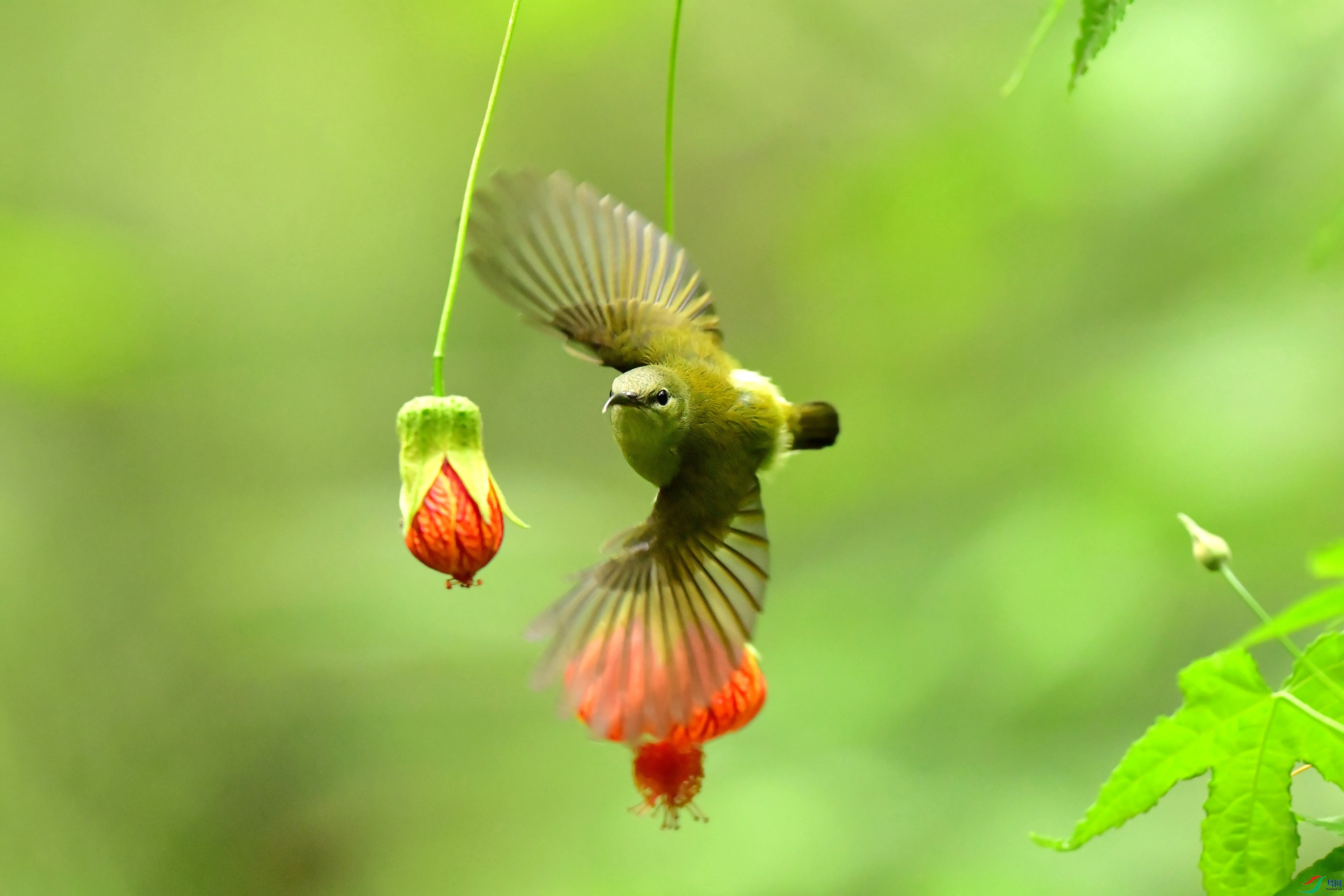 ��β̫����DSC_7126_����.jpg