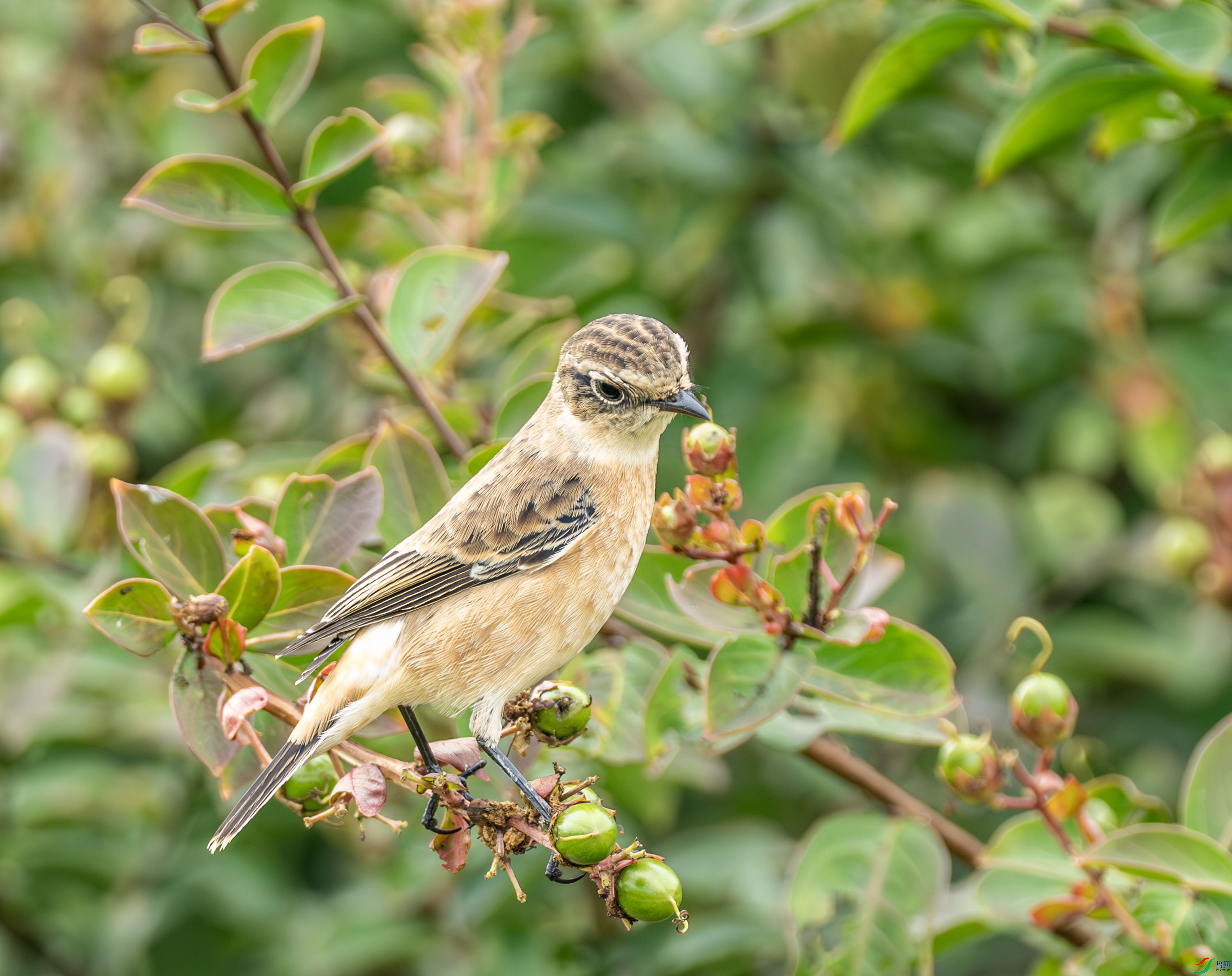 ����ʯ 01-36.jpg