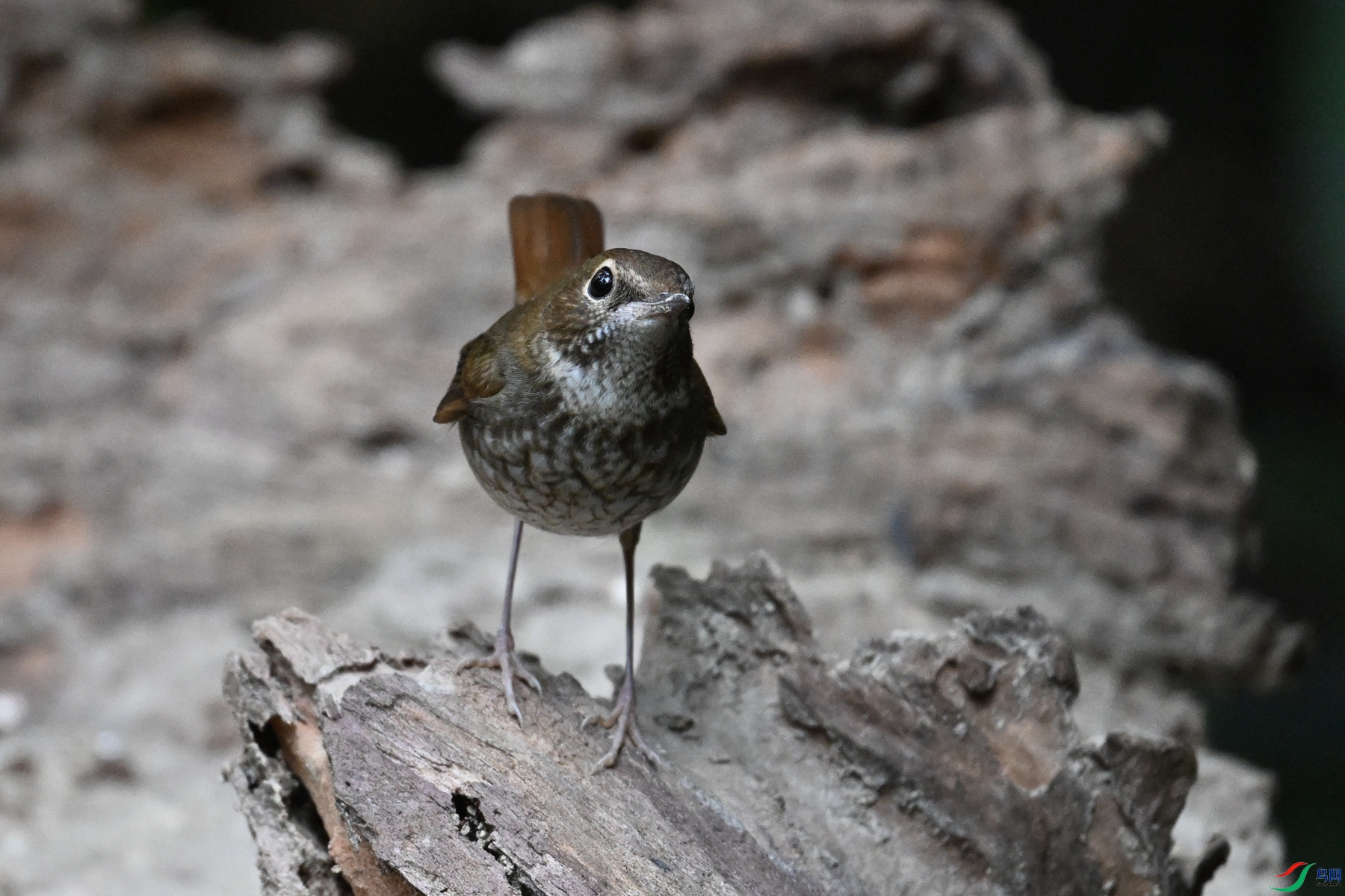 DSC_7166.JPG
