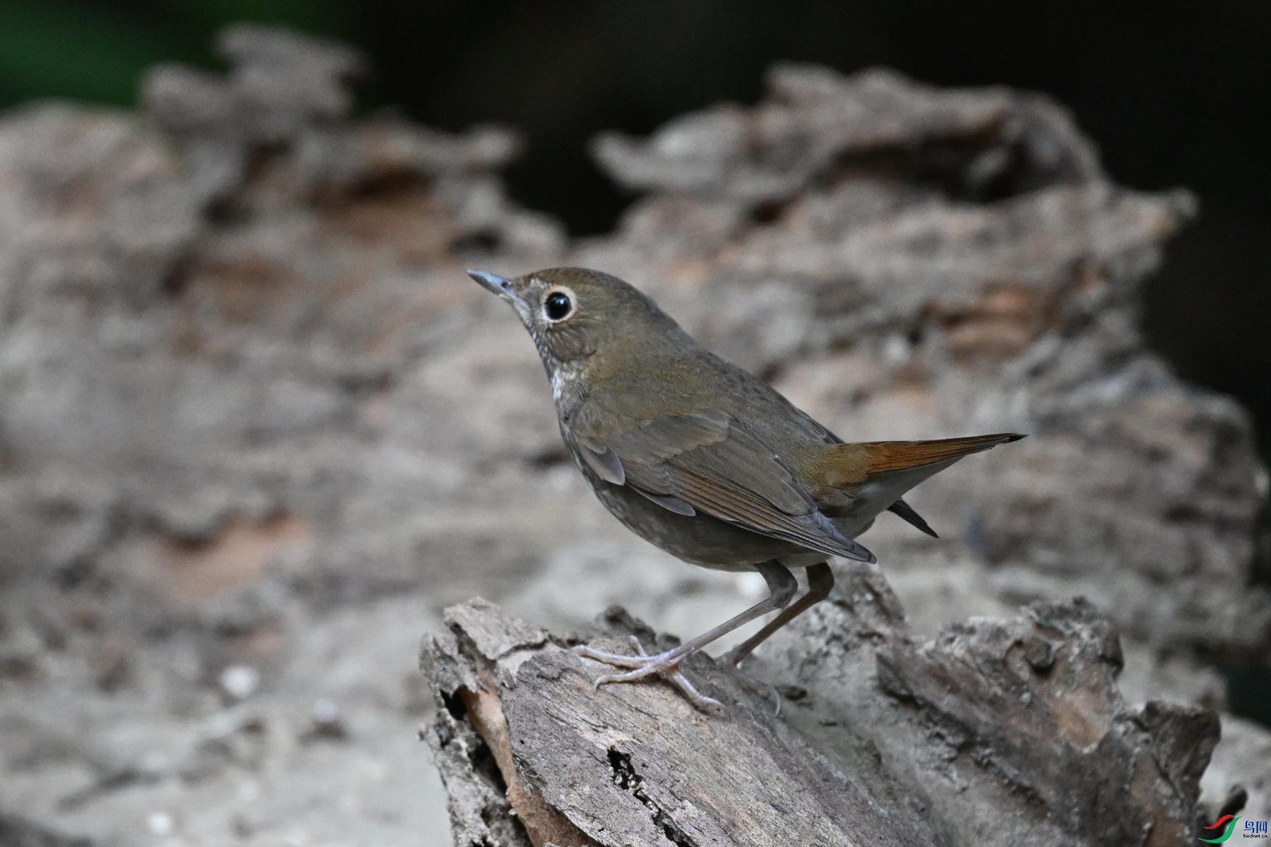 DSC_7171.JPG