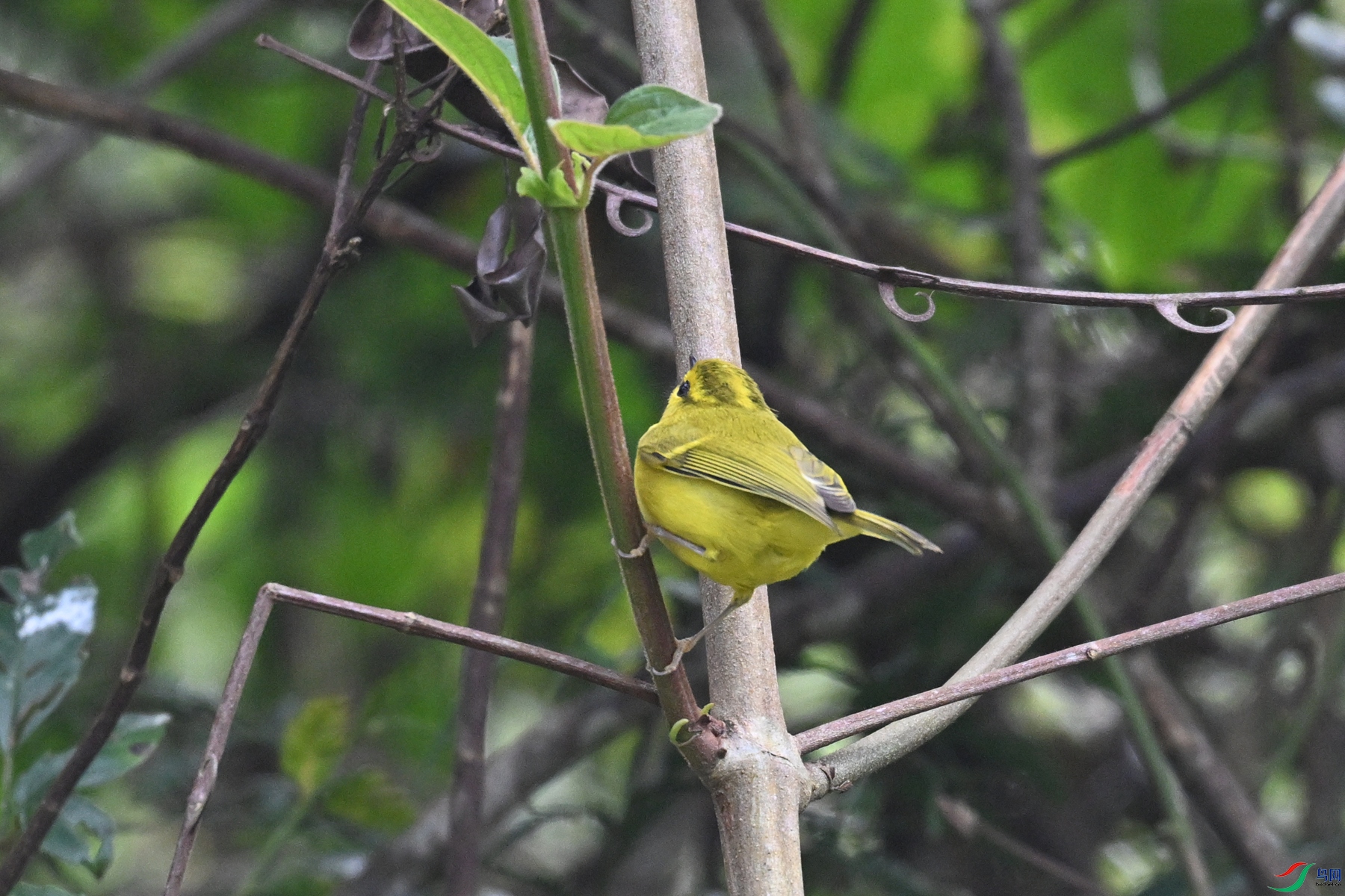DSC_7117.JPG
