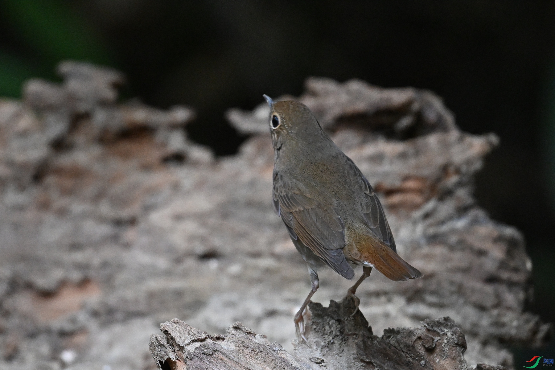 DSC_7155.JPG