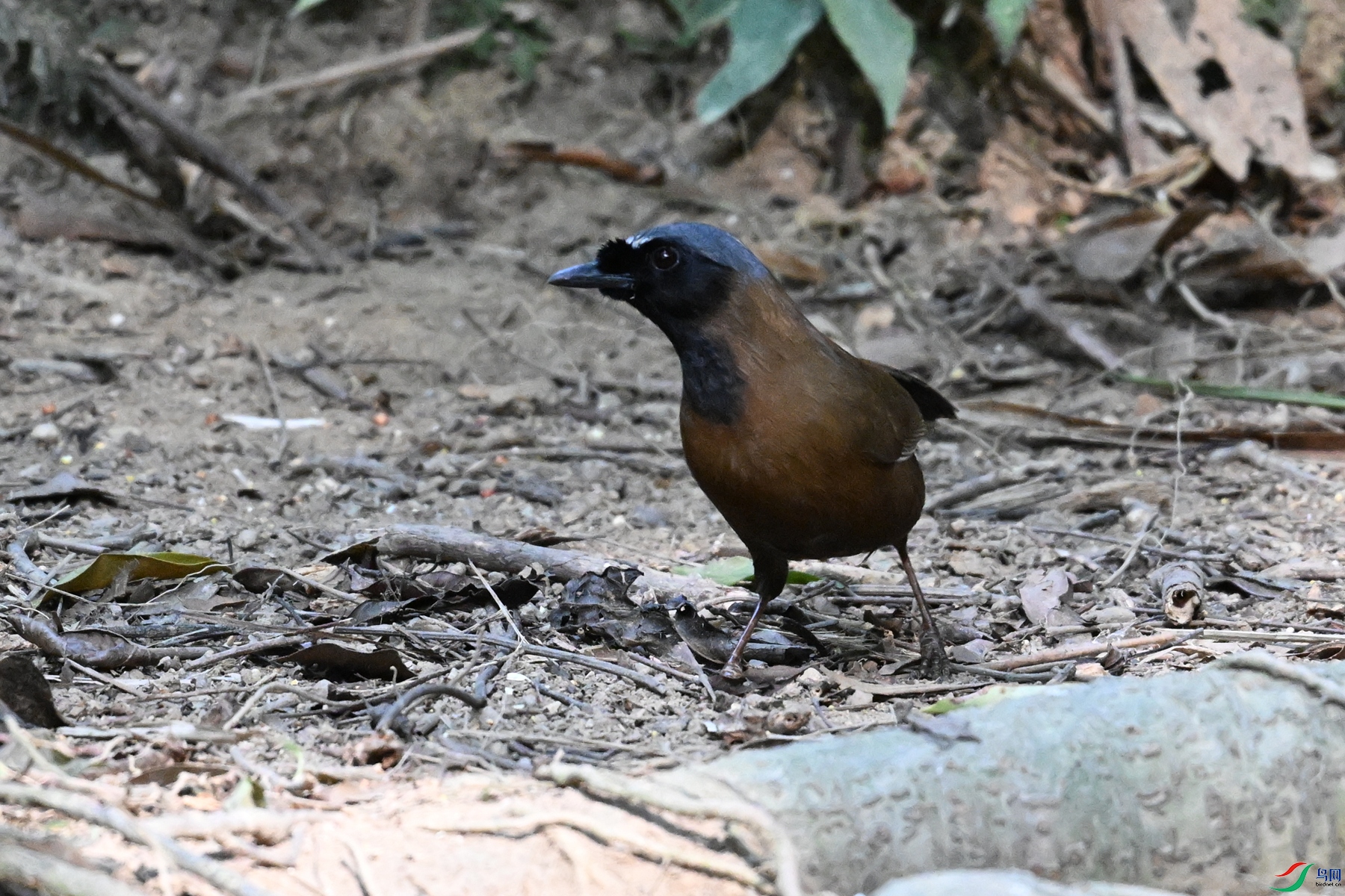 DSC_7193.JPG