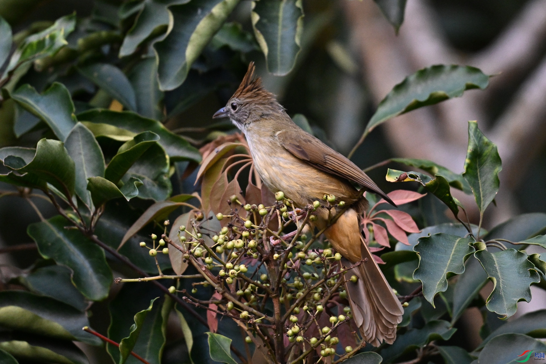 DSC_7042.JPG