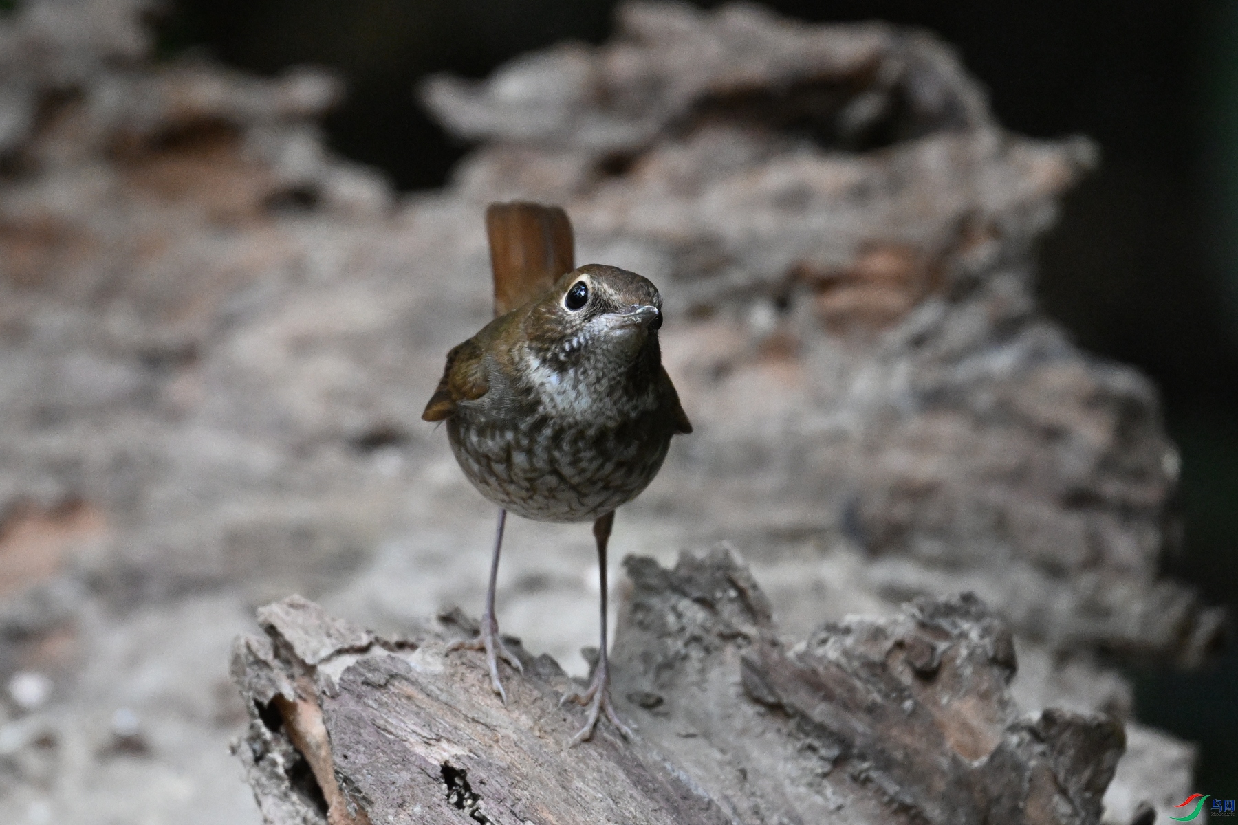 DSC_7159.JPG