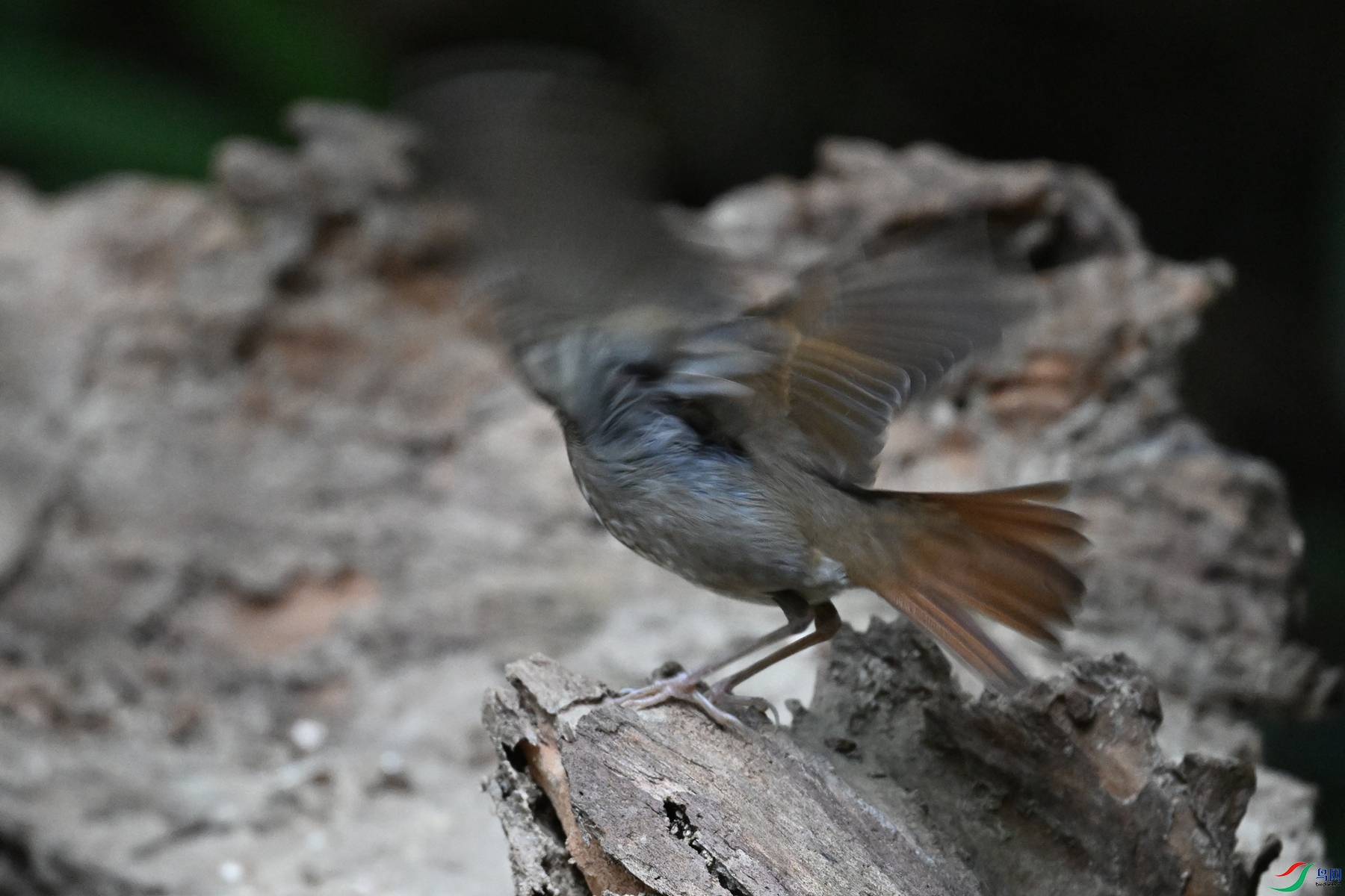 DSC_7178.JPG