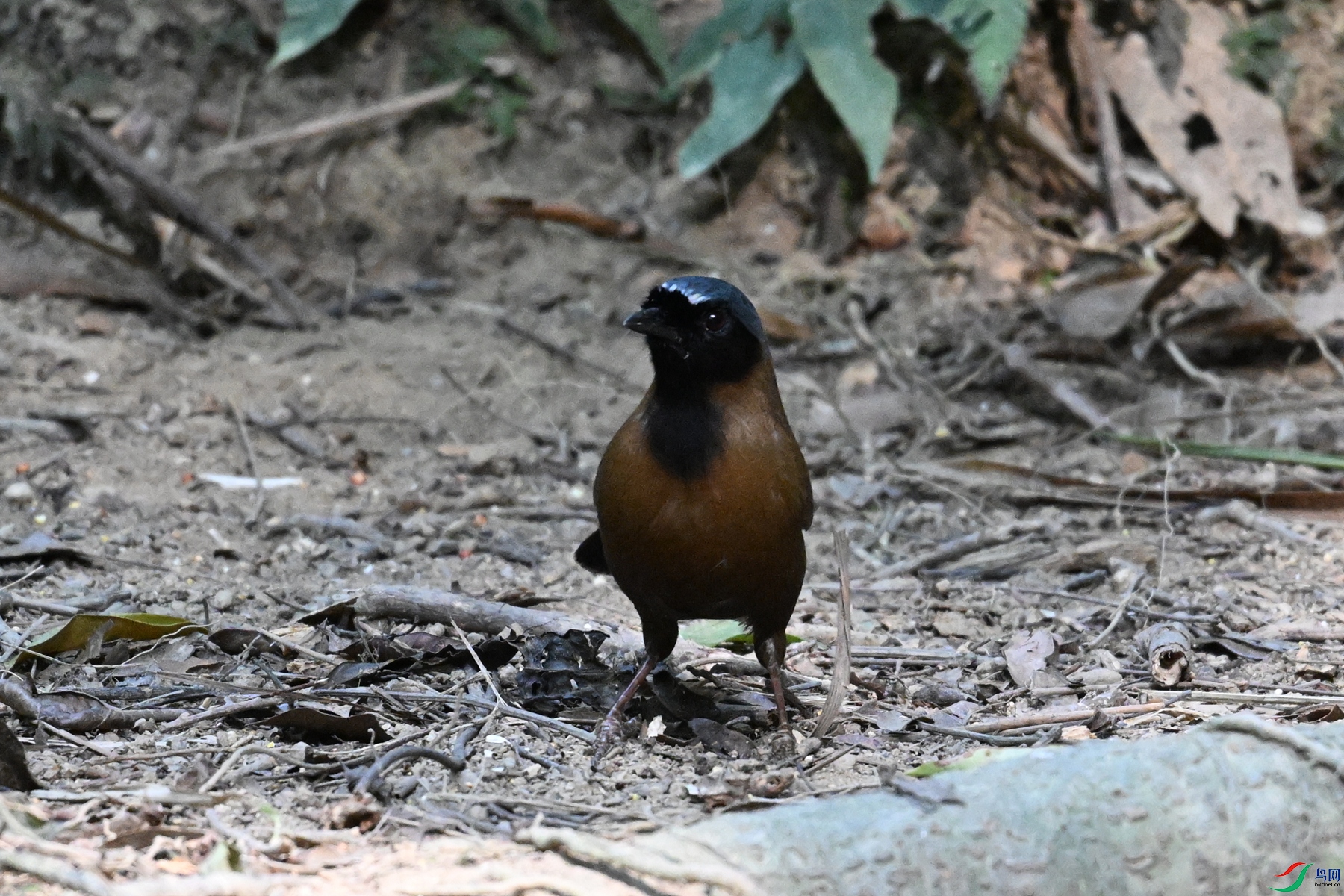 DSC_7197.JPG