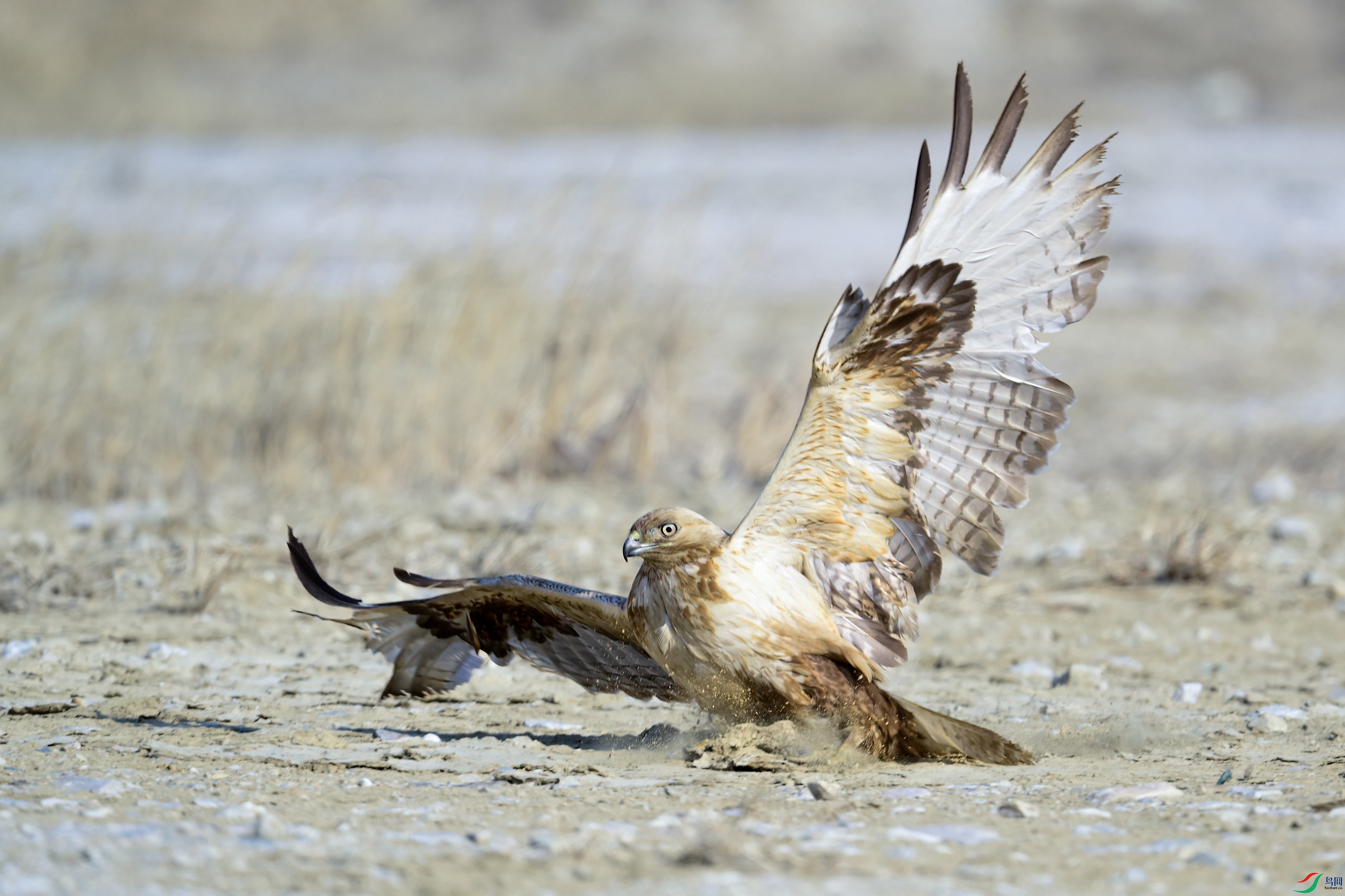 _DSC7079x.jpg