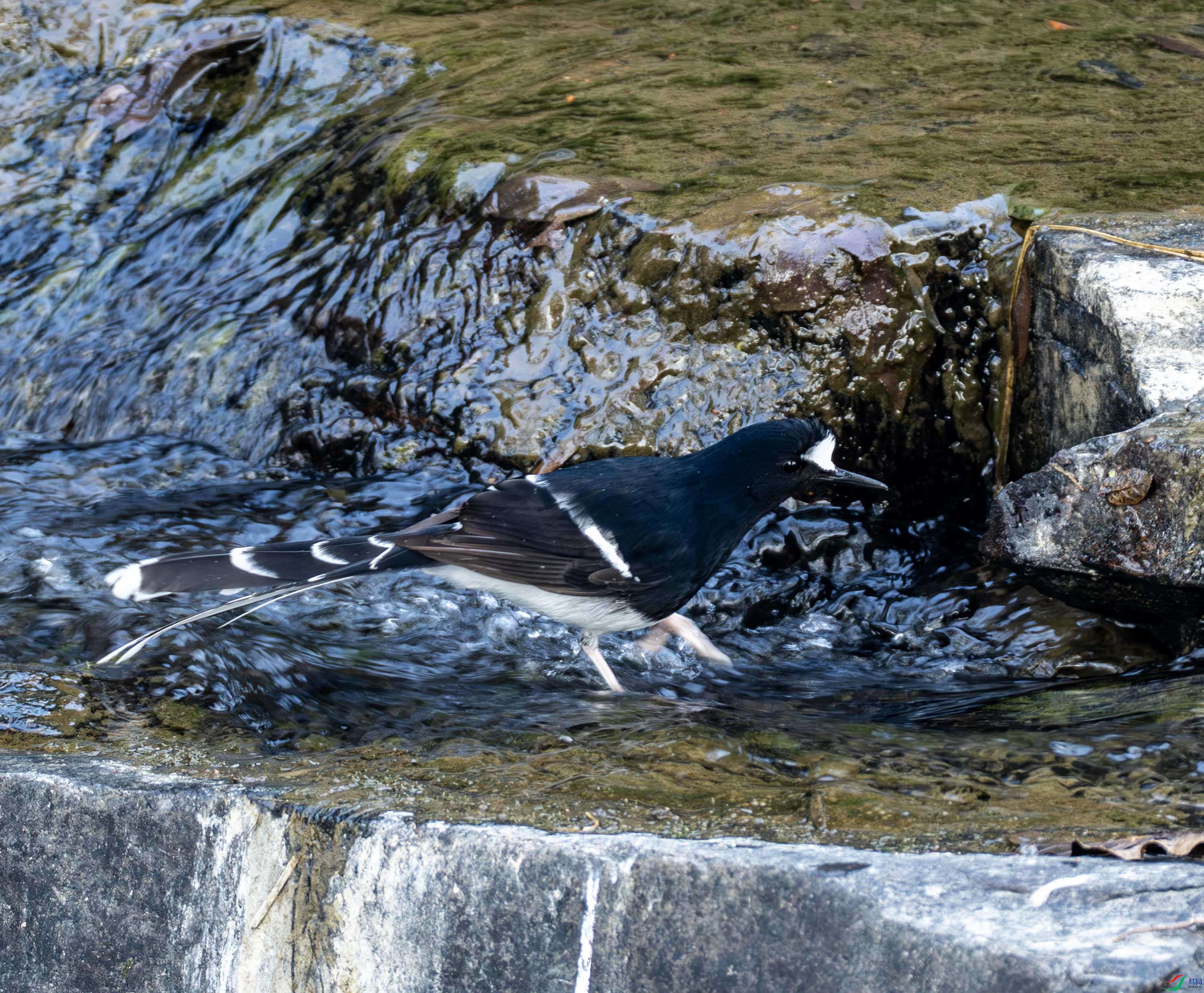 �׹���β-01-2 (9).jpg