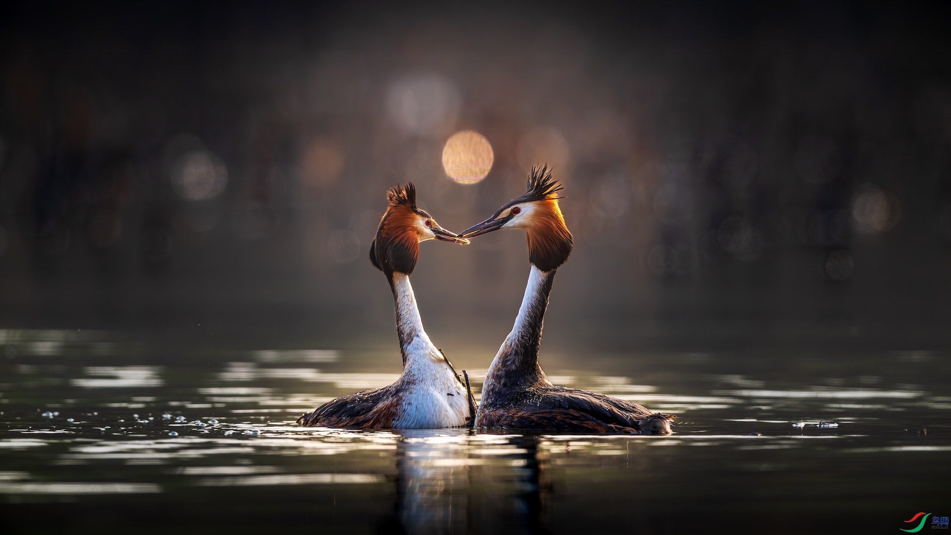 1DSC_7846-����ǿ-NR-1-1 2.jpeg