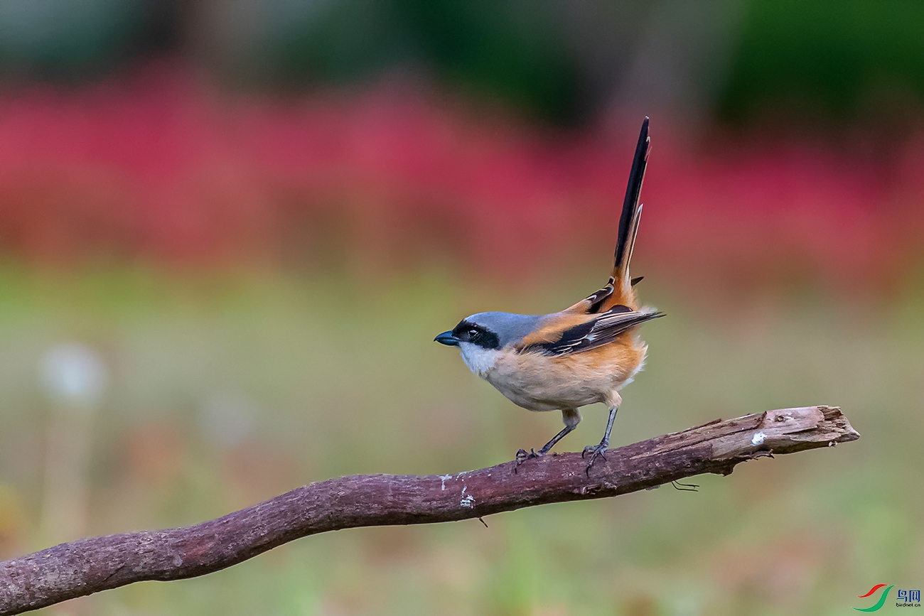 DSC_9447A.jpg
