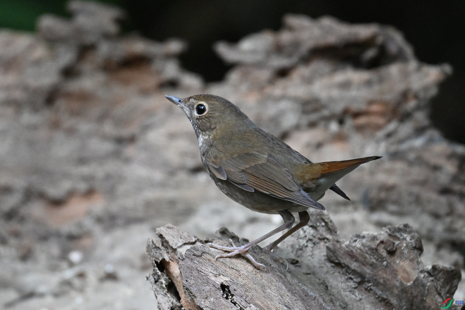 DSC_7168.JPG