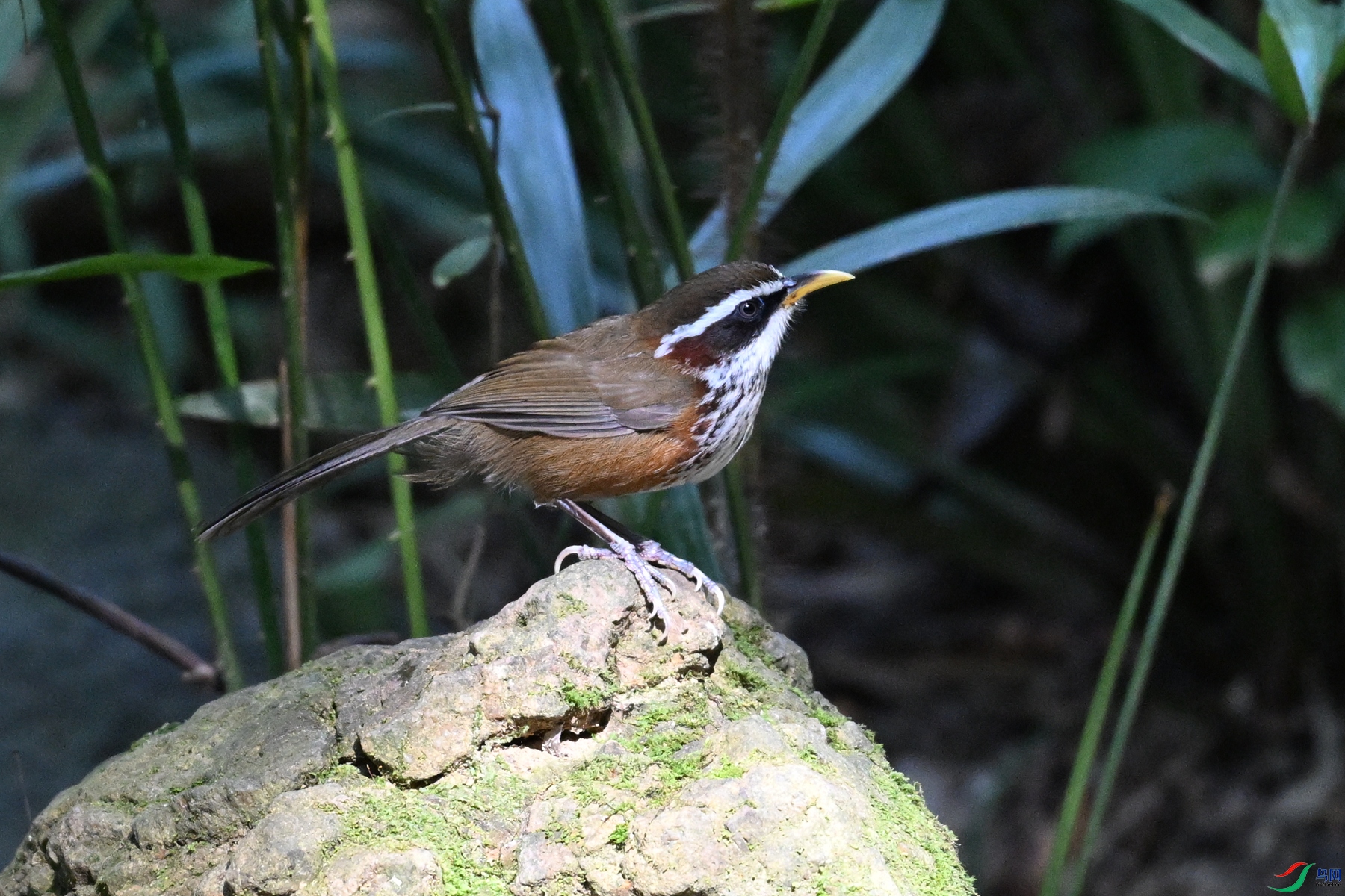 DSC_7185.JPG