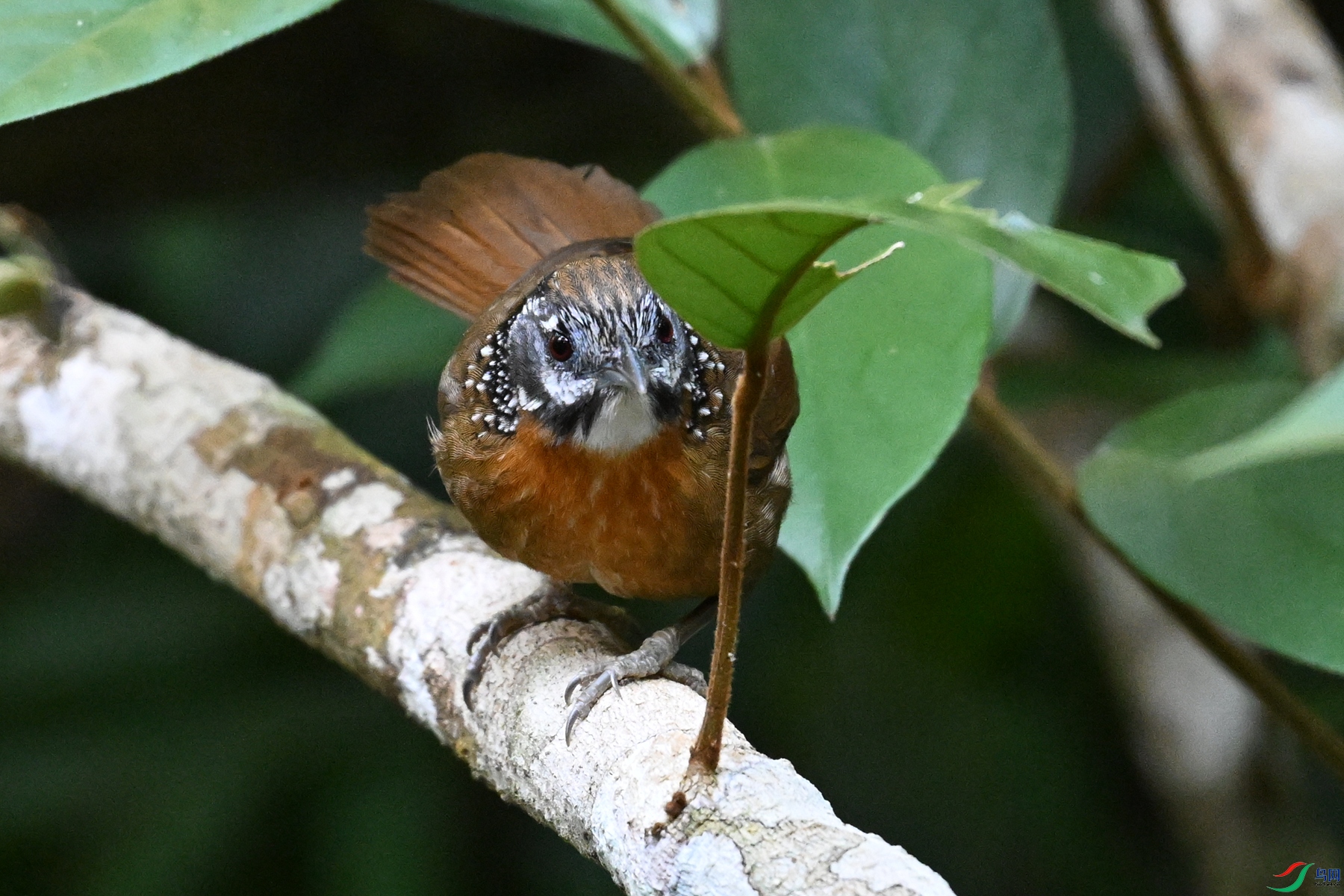 DSC_7213.JPG