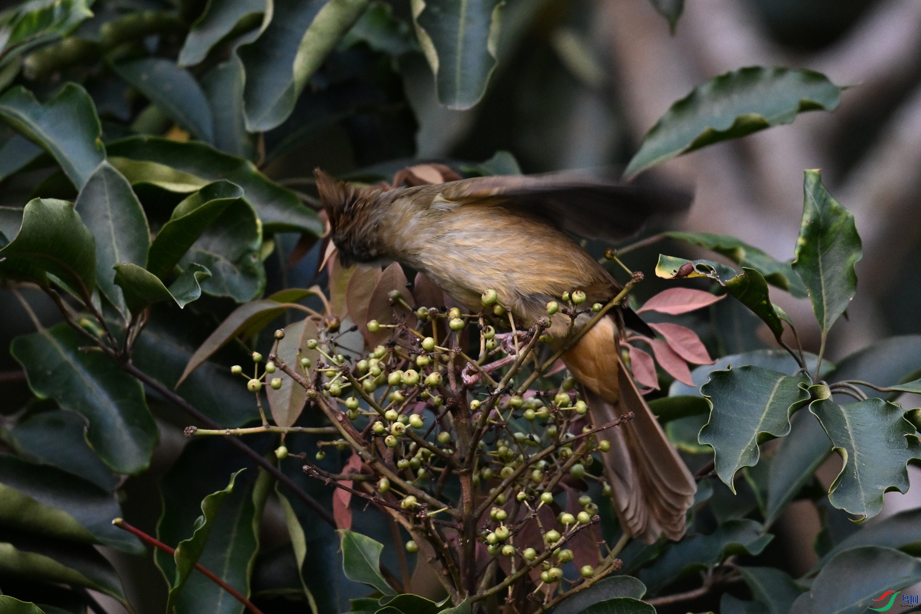 DSC_7045.JPG
