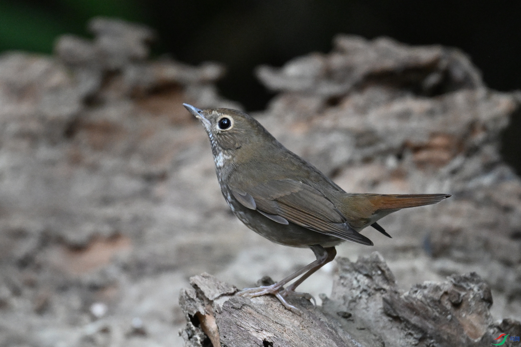 DSC_7174.JPG
